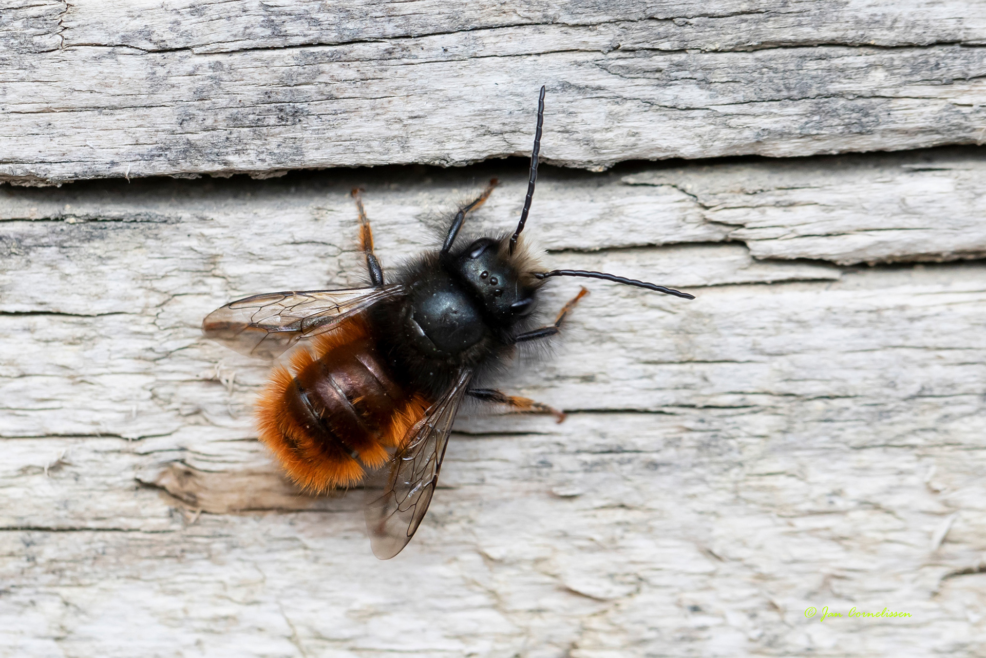 Gehoornde metselbij - Osmia cornuta (Pelt, B) 2022