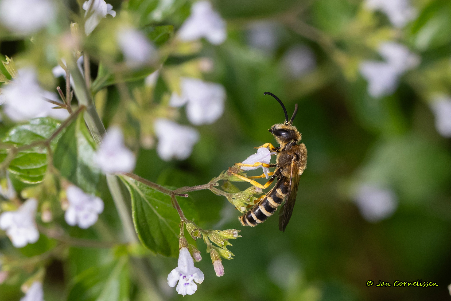 Breedbandgroefbij - Halictus scabiosae (Pelt, B) 2023