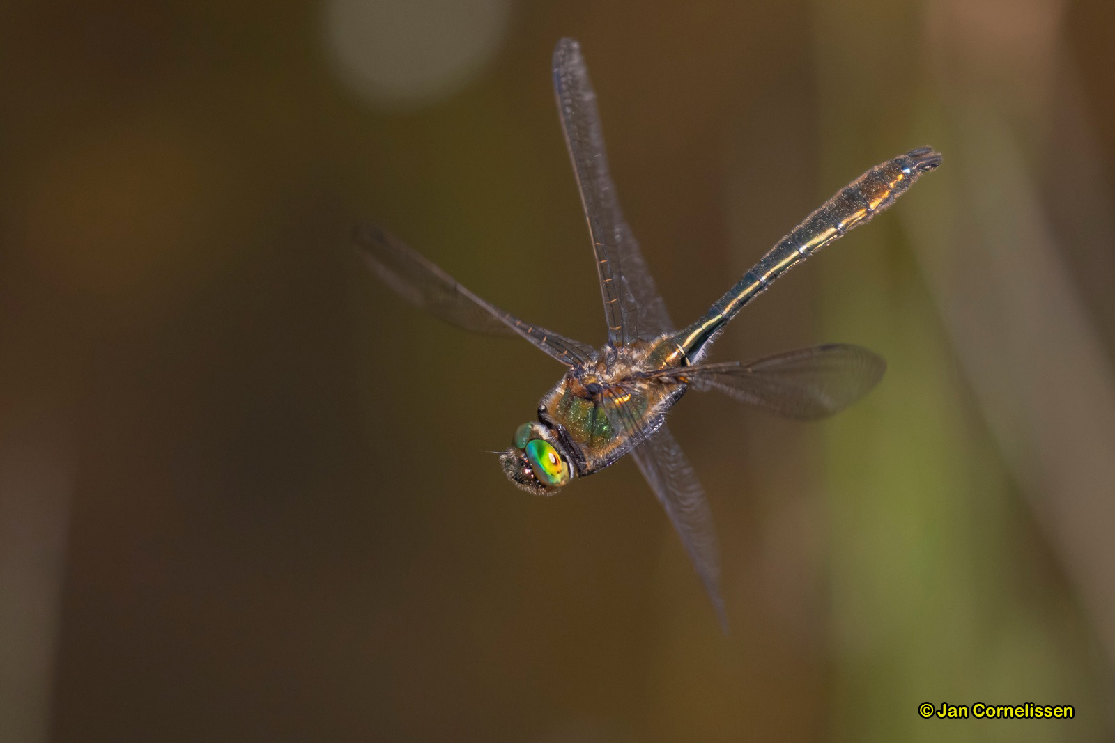 Smaragdlibel - Cordulea aenaea (Pelt, B) 2020