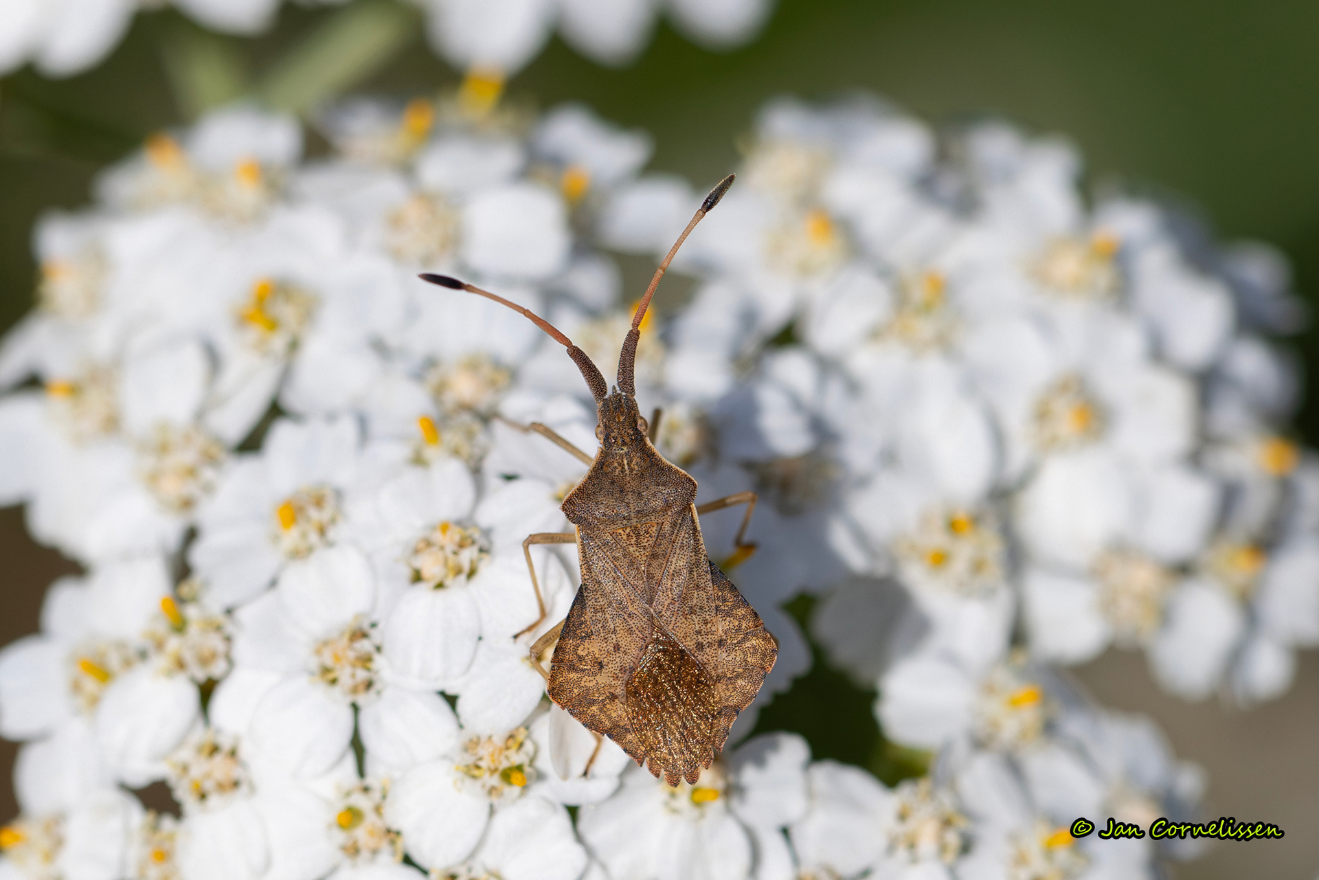 Ruitrandwants - Syromastus rhombeus (Pelt, B) 2023