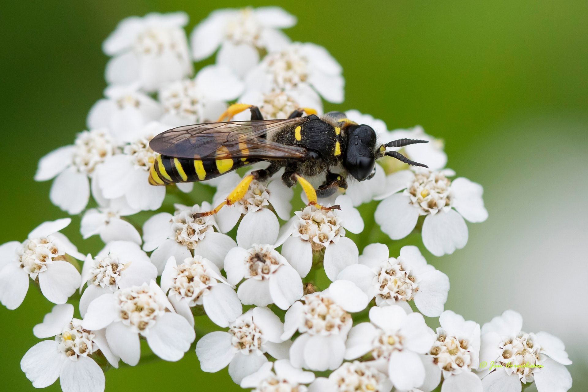 Grote zeefwesp - Crabro cribrarius (Valkenswaard, NL) 2021