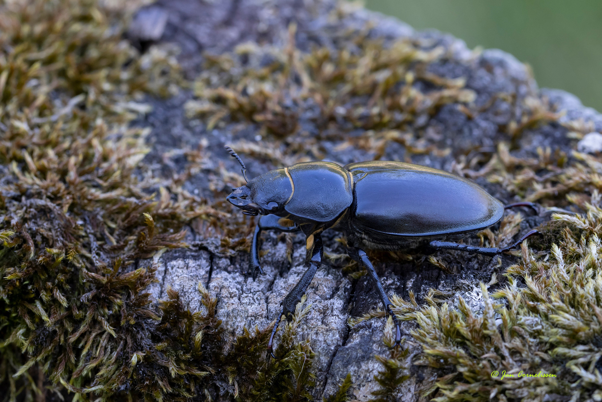 Groot vliegend hert ♀- Lucanus cervus (Argonne, F) 2022