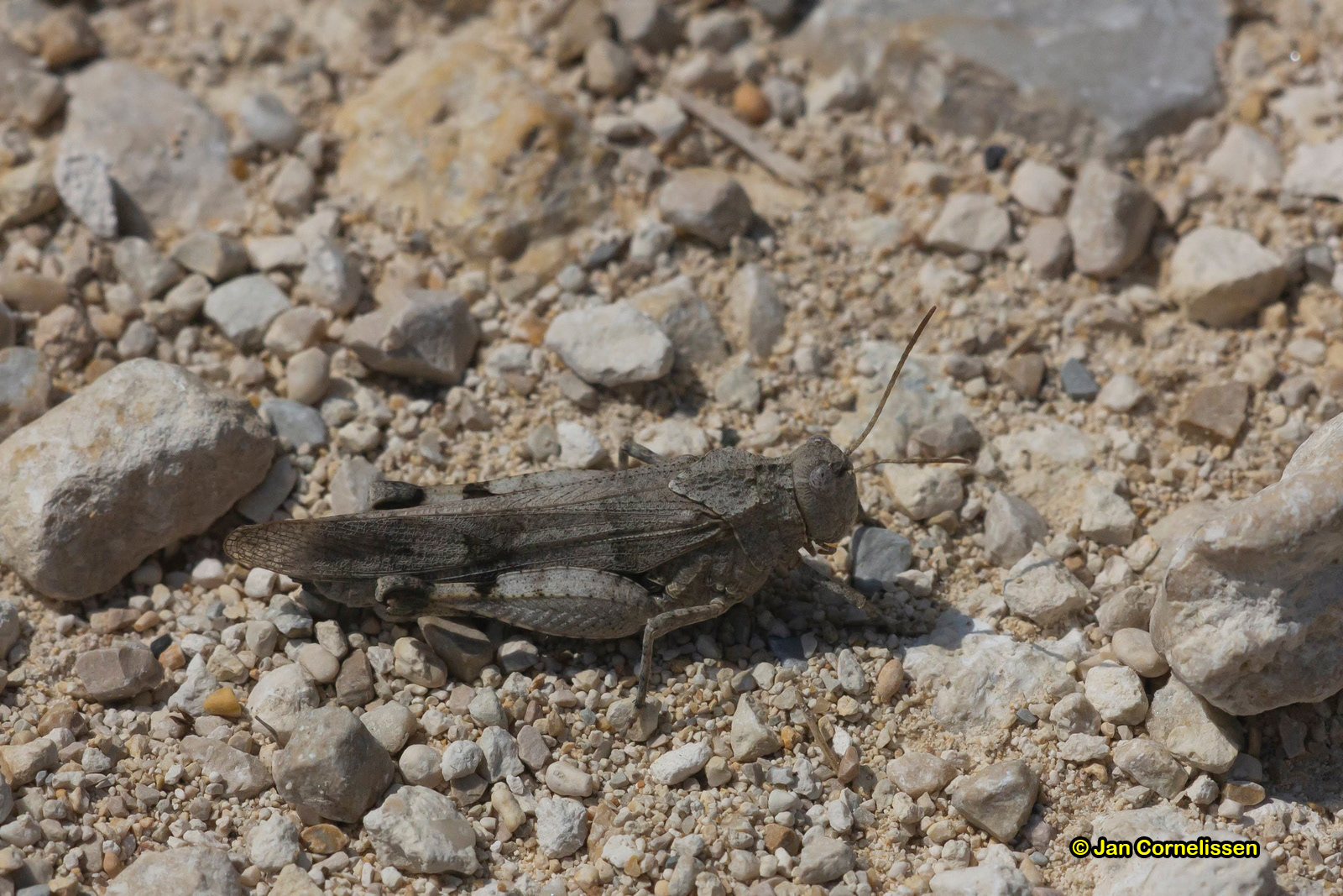 Blauwvleugelsprinkhaan - Oedipoda caerulescens (Argonne, F) 2018