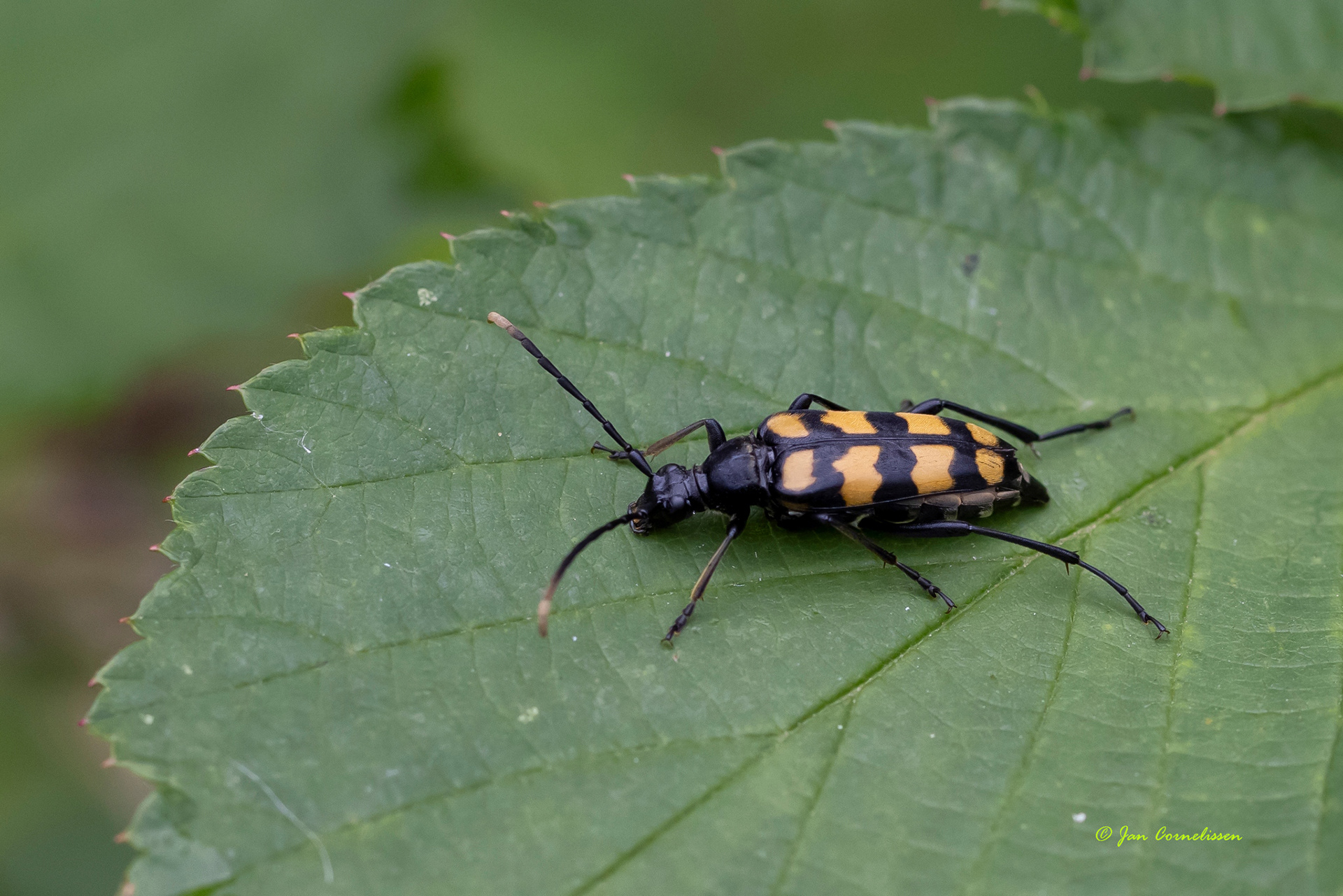 Gevlekte smalboktor - Leptura quadrifasciata (Bocholt, B) 2021