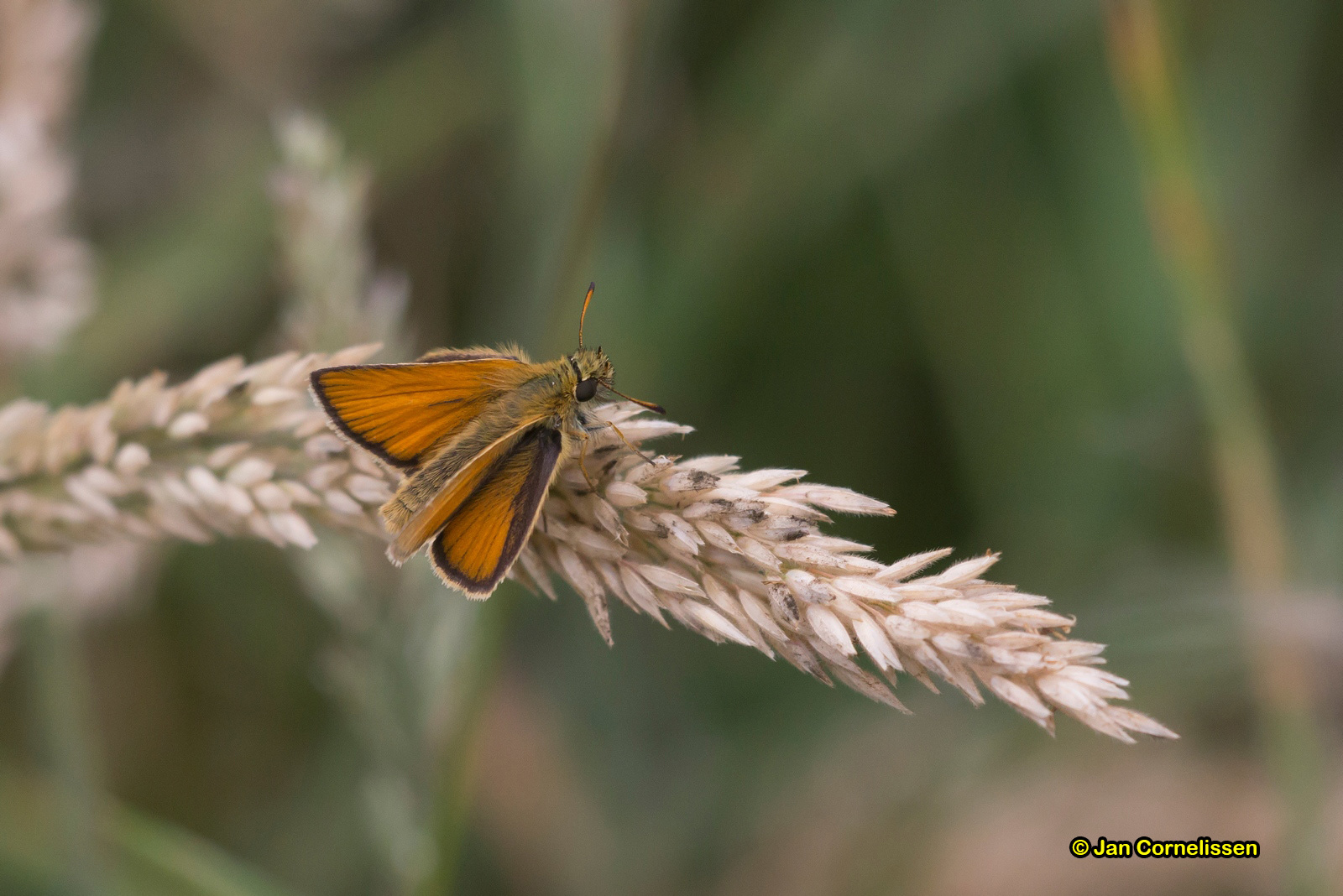 Zwartsprietdikkopje - Thymelicus lineola (Groede, NL) 2017