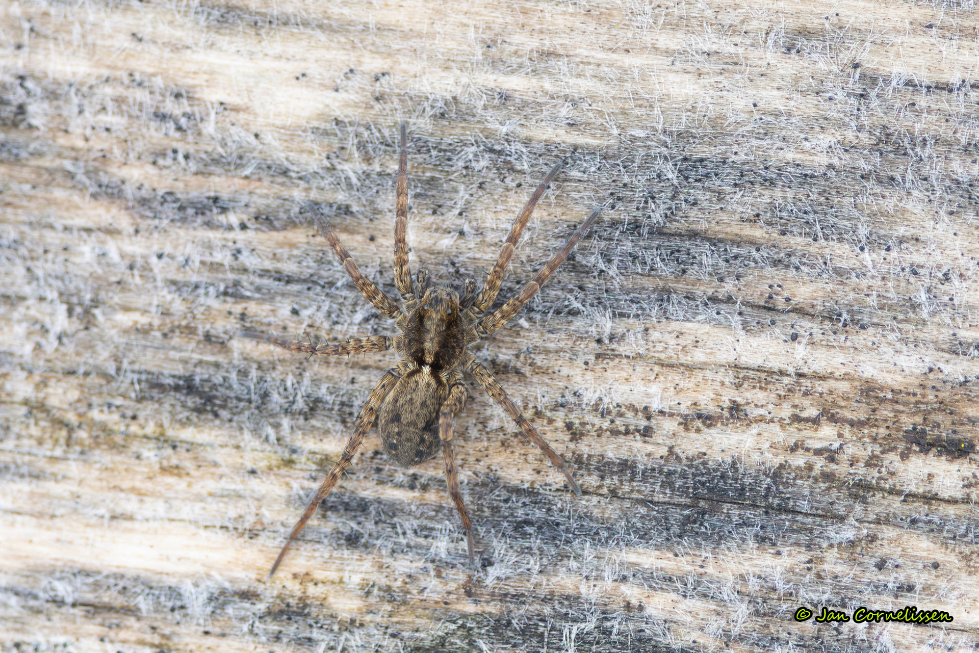 wolfspin spec. (Bree, B) 2026