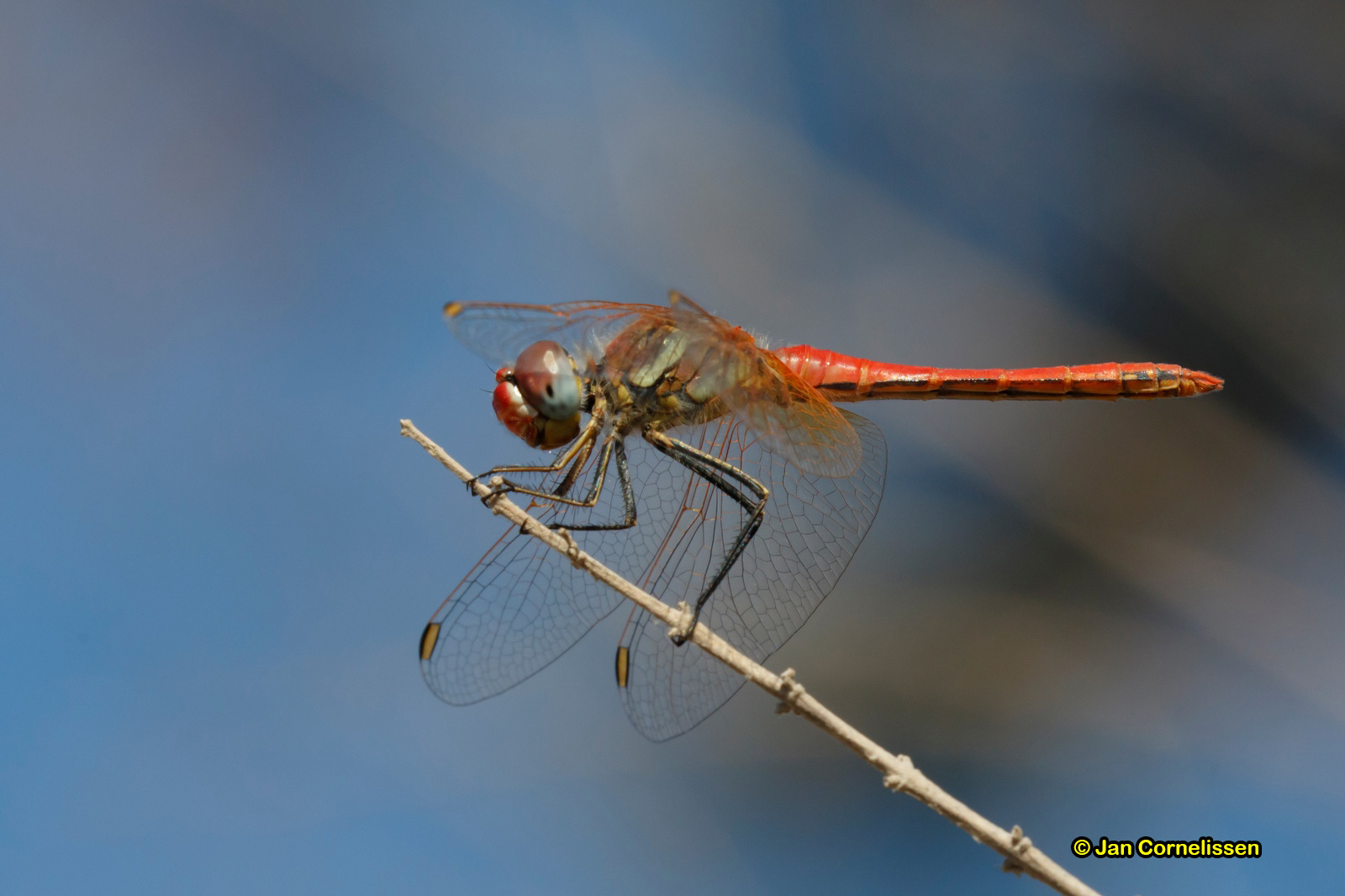 Zwervende heidelibel - Sympetrum fonscolombii (Lesbos, GR) 2016