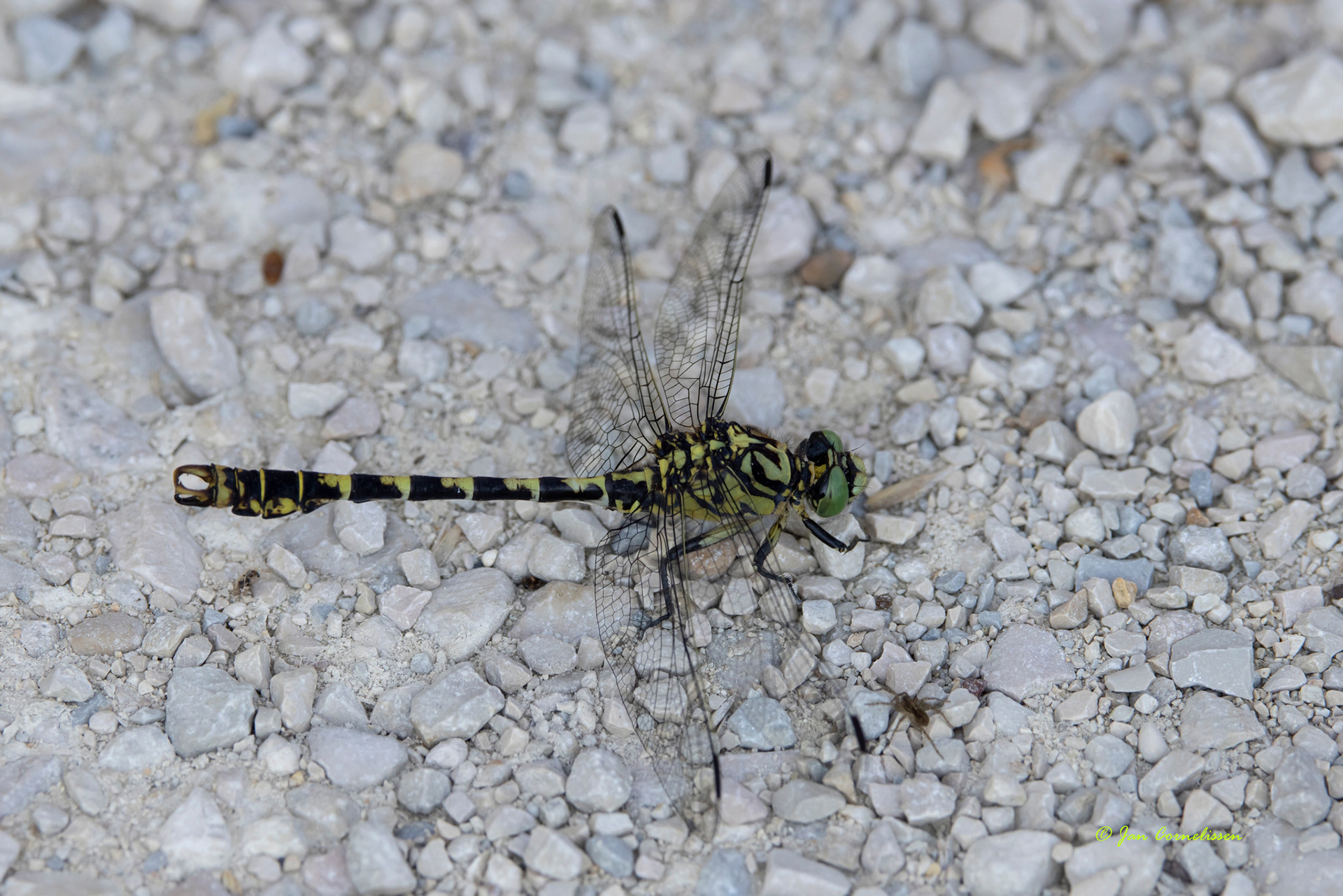 Kleine tanglibel - Onychogomphus forcipatus (Argonne, F) 2022