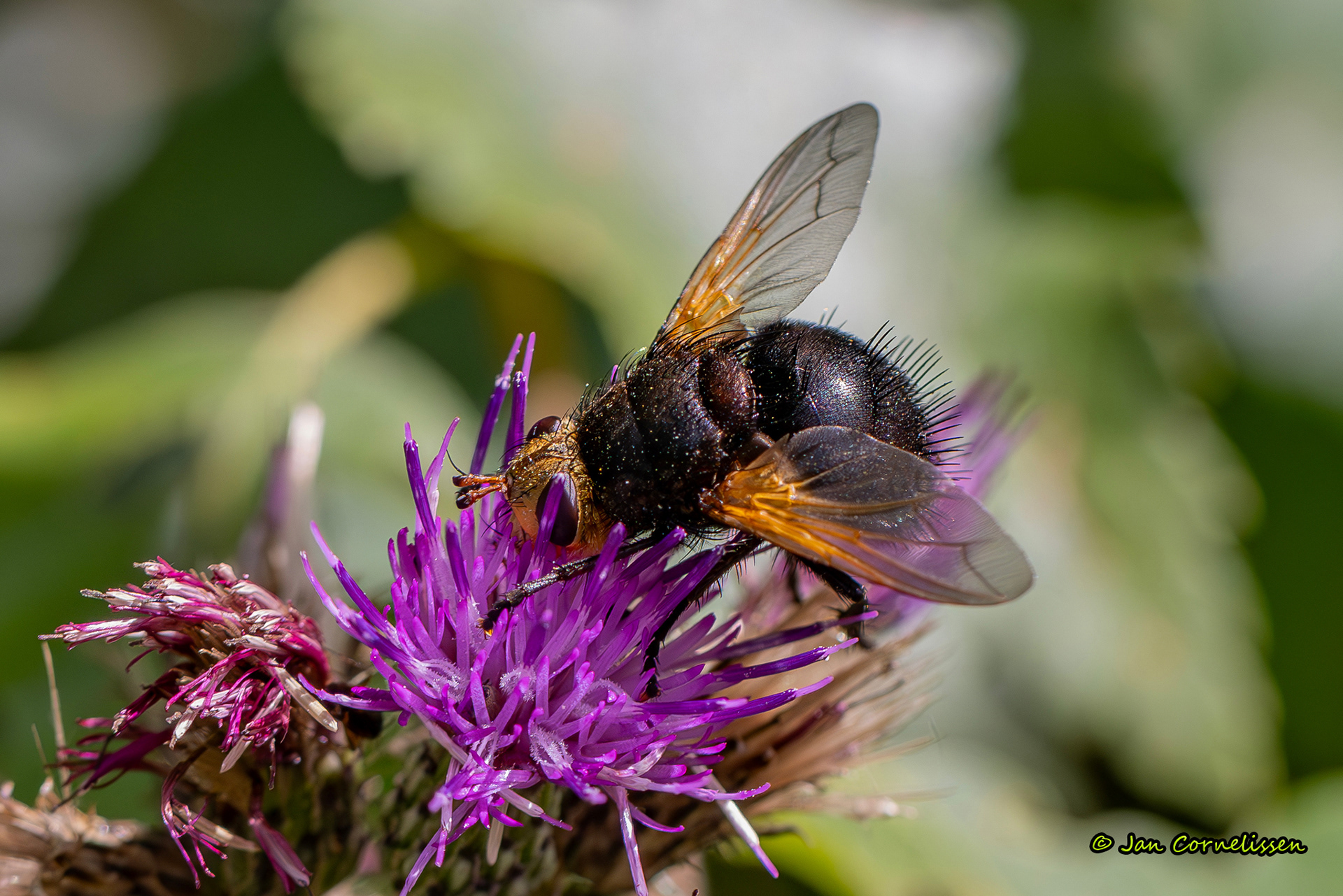Stekelsluipvlieg - Tachina grossa (Nederweert, NL) 2025