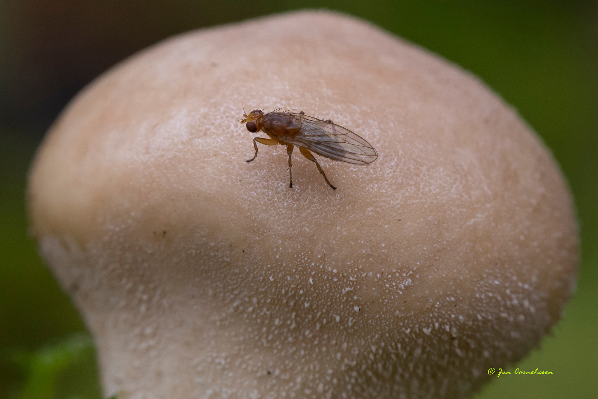 Afvalvlieg - Dryomyza anilis)