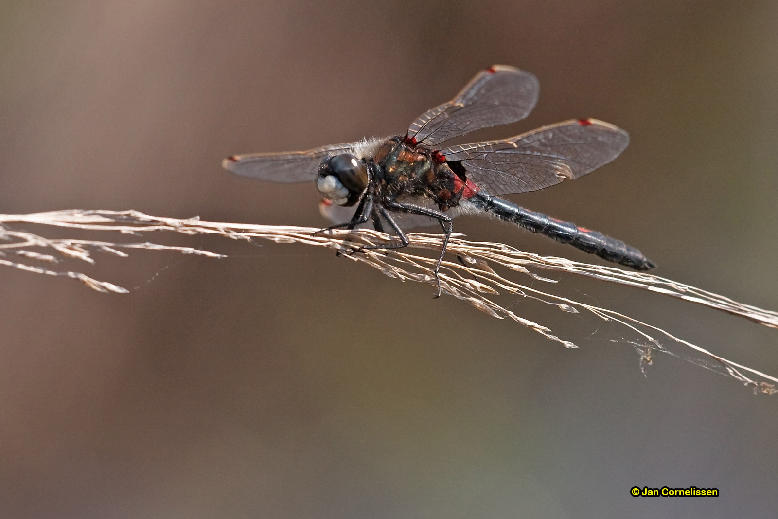Noordse witsnuitlibel - Leucorrhinia rubicunda (Pelt, B) 2010