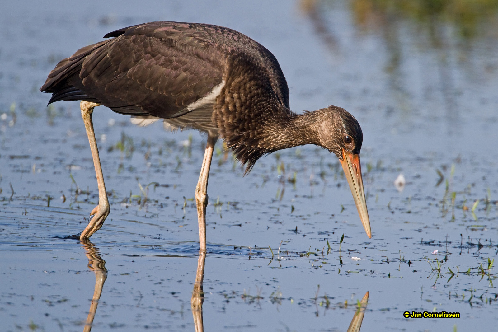 juveniele Zwarte ooievaar