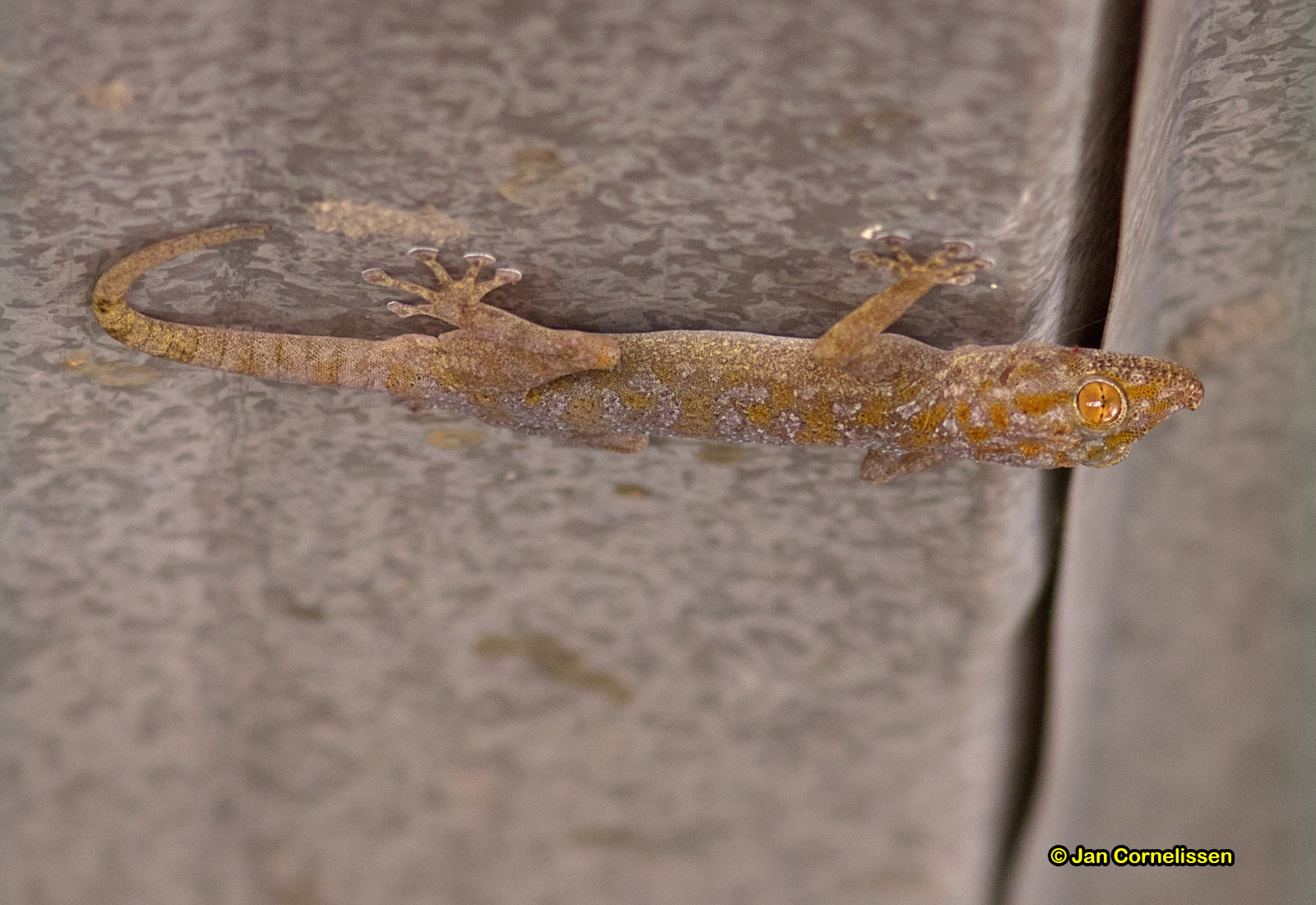 Ptyodactylus guttatus (Eilat, IL) 2014