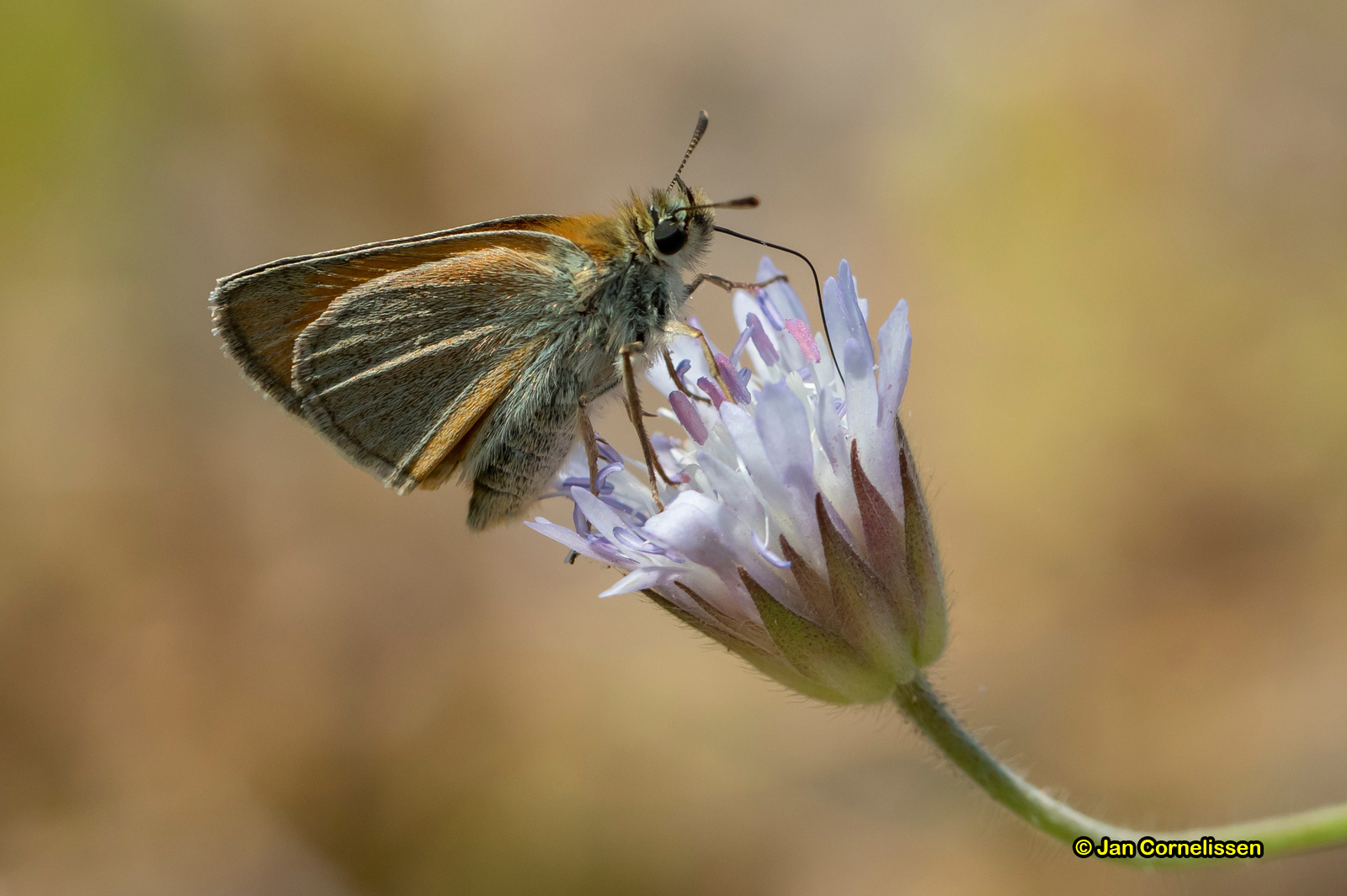 Geelsprietdikkopje - Thymelicus sylvestris (Lesbos, GR) 2018