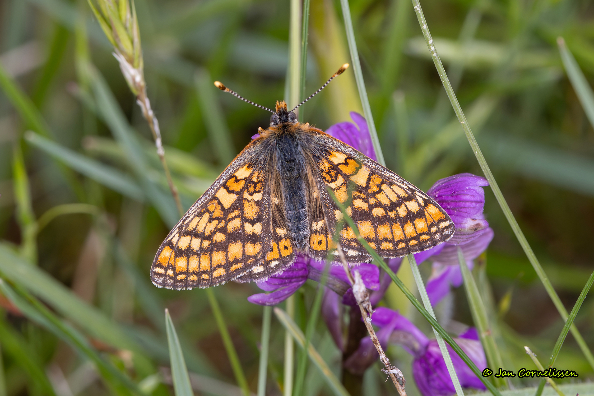 Moerasparelmoervlinder (La Brenne, F) 2025