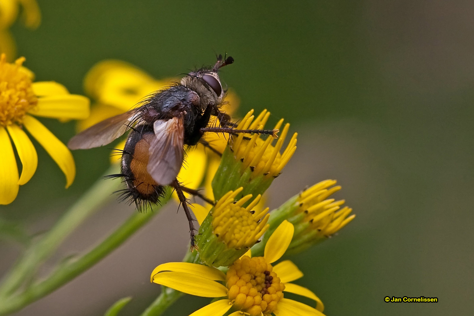 Woeste sluipvlieg - Tachina fera, 2011