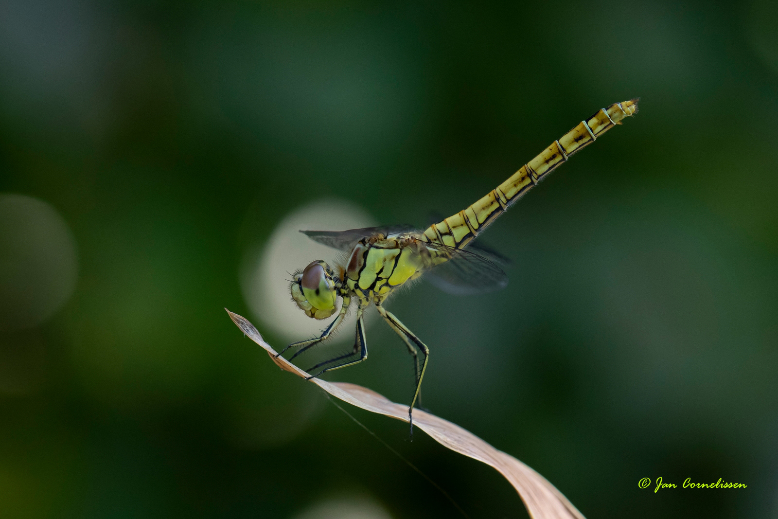 Steenrode heidelibel ♀ - Sympetrum vulgatum (Pelt, B) 2020