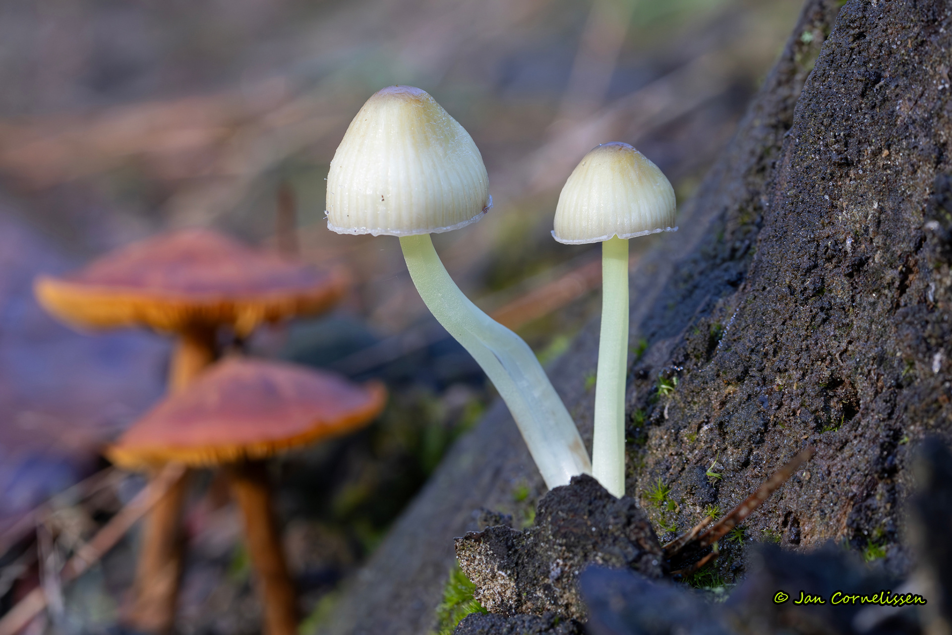 Dennenkleefsteelmycena