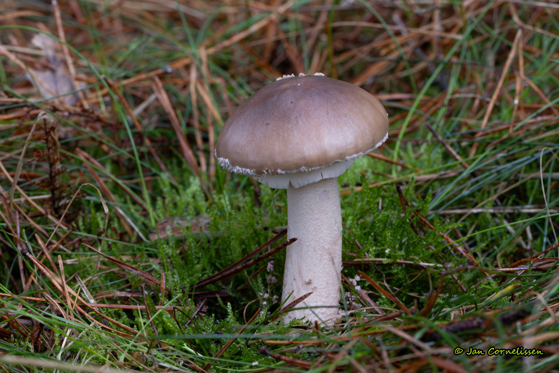 Grauwe amaniet
