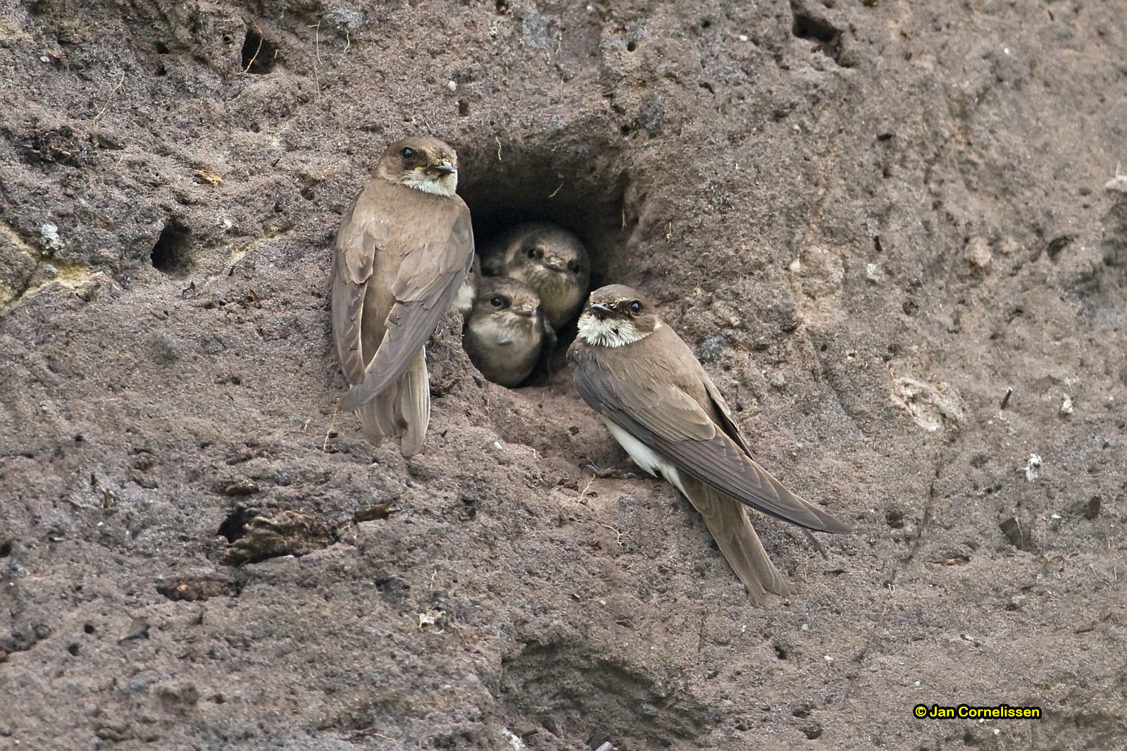 Oeverzwaluwen