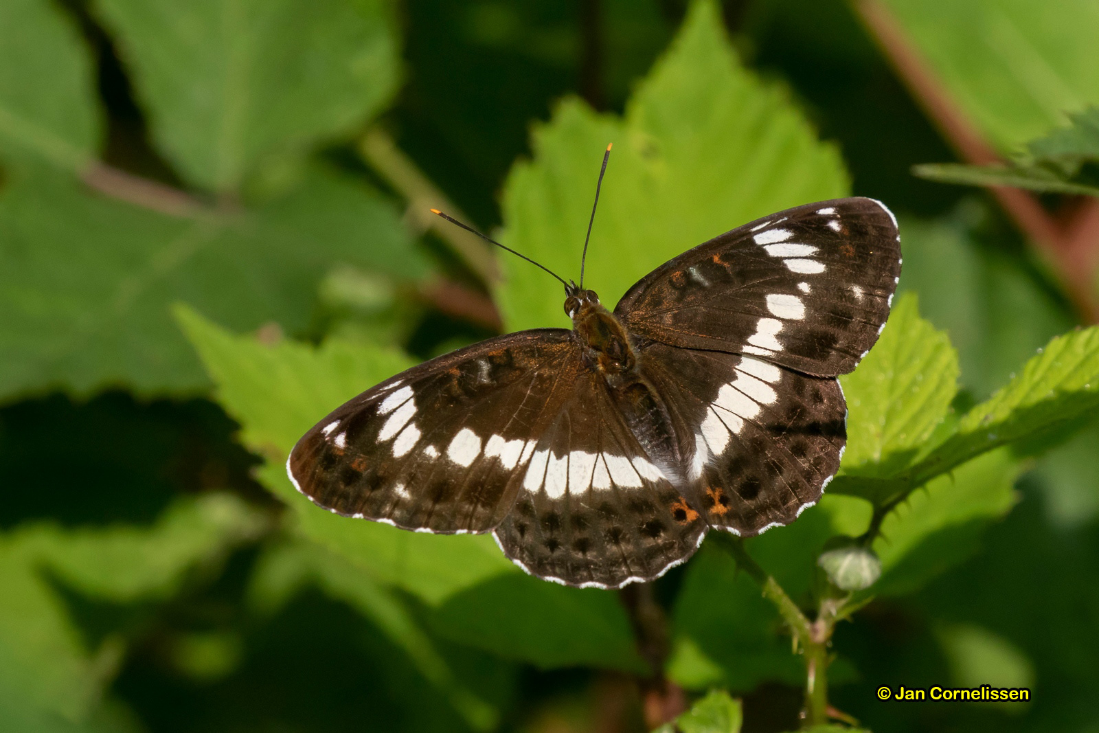 Kleine ijsvogelvlinder - Limenitis camilla (Bocholt, B) 2018