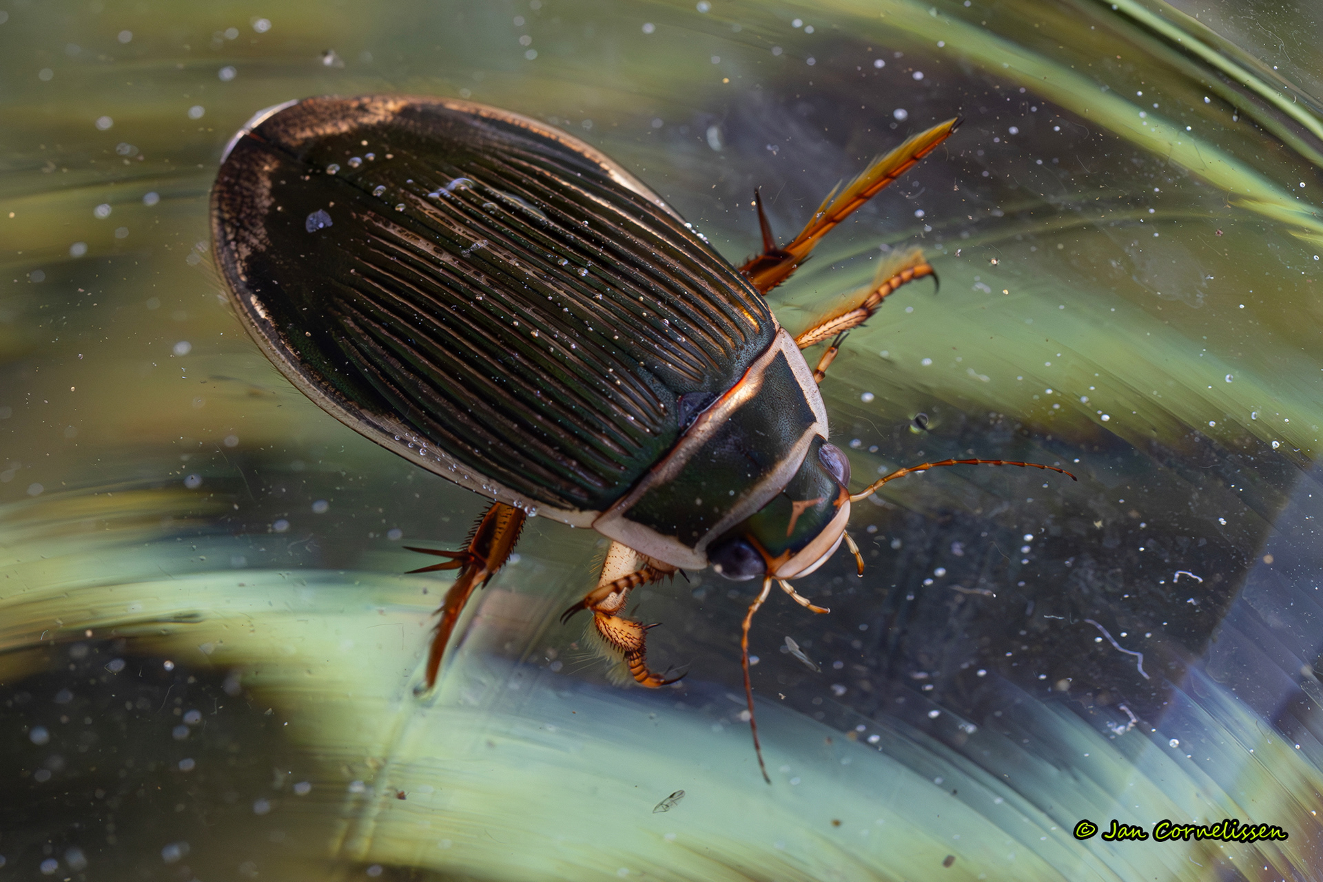 Gewone geelrand - Dytiscus marginalis (Pelt, B) 2023