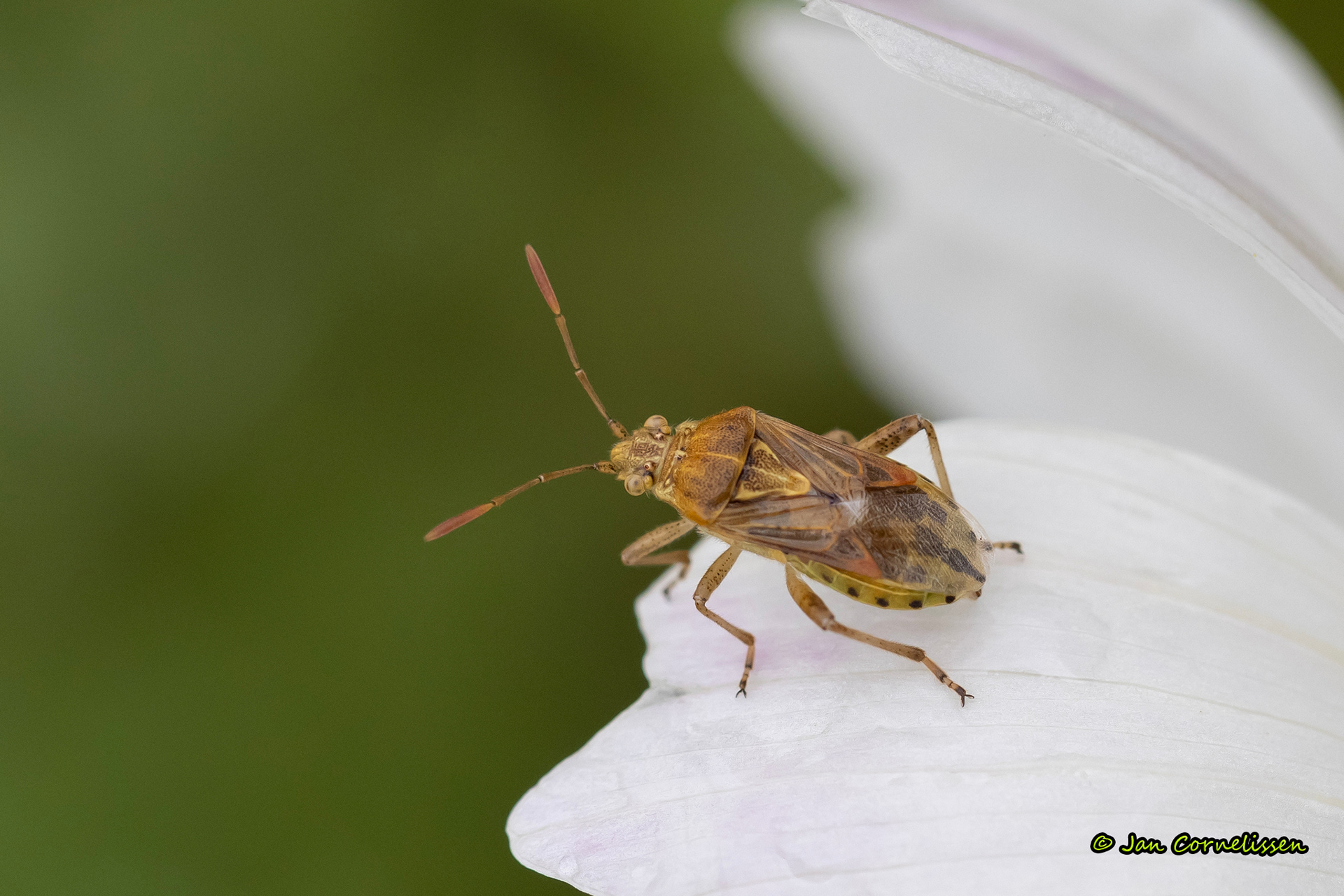Brilglasvleugelwants - Stictopleurus abutilon (Pelt, B) 2023