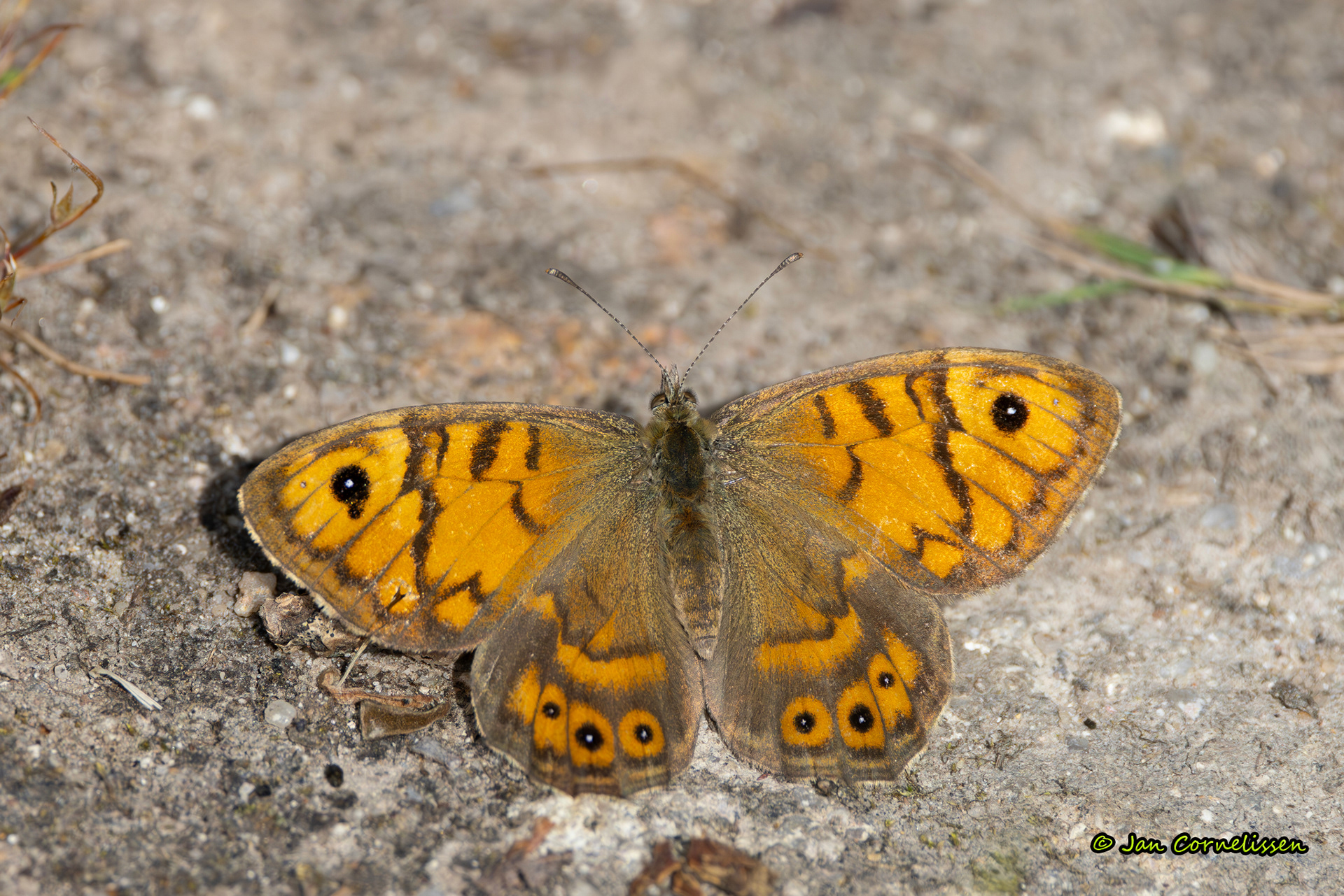 Argusvlinder (La Brenne, F) 2025