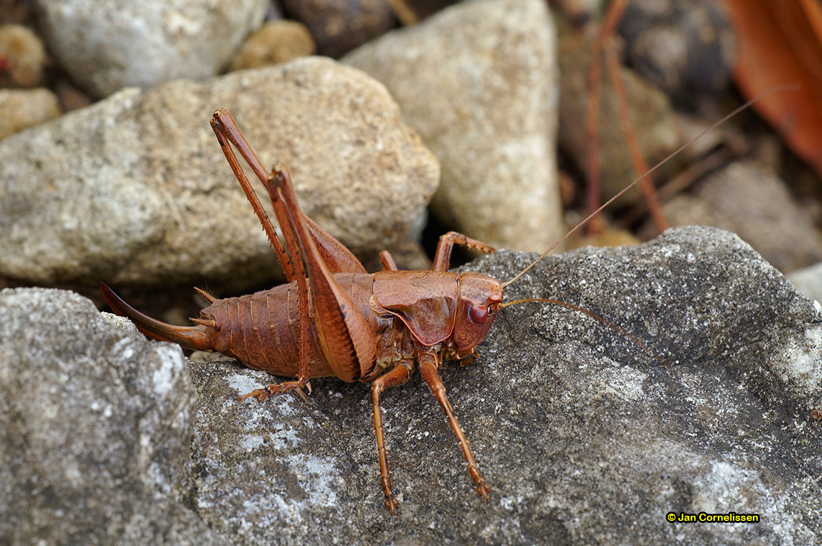 Bramensprinkhaan - Pholidoptera griseoaptera (Viroinvallei, B) 2007