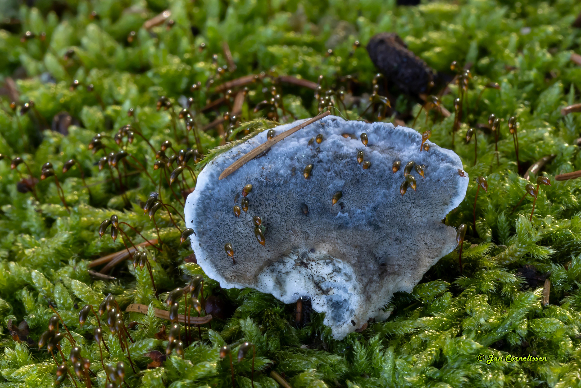 Blauwe kaaszwam