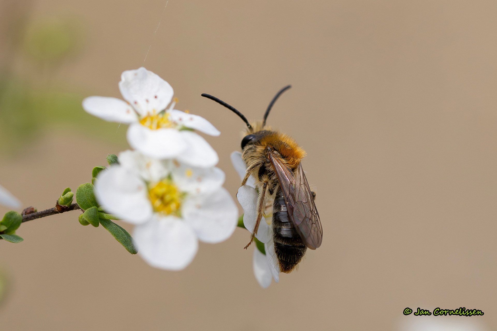 Roodgatje - Andrena haemorrhoa (Pelt, B) 2024