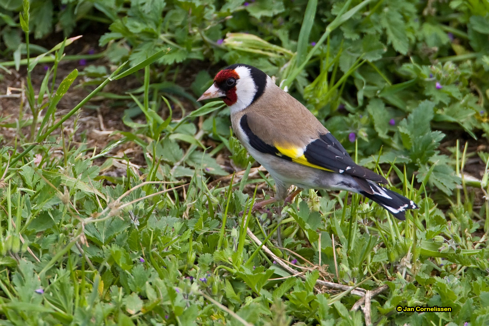Distelvink - Goldfinch - Carduelis carduelis