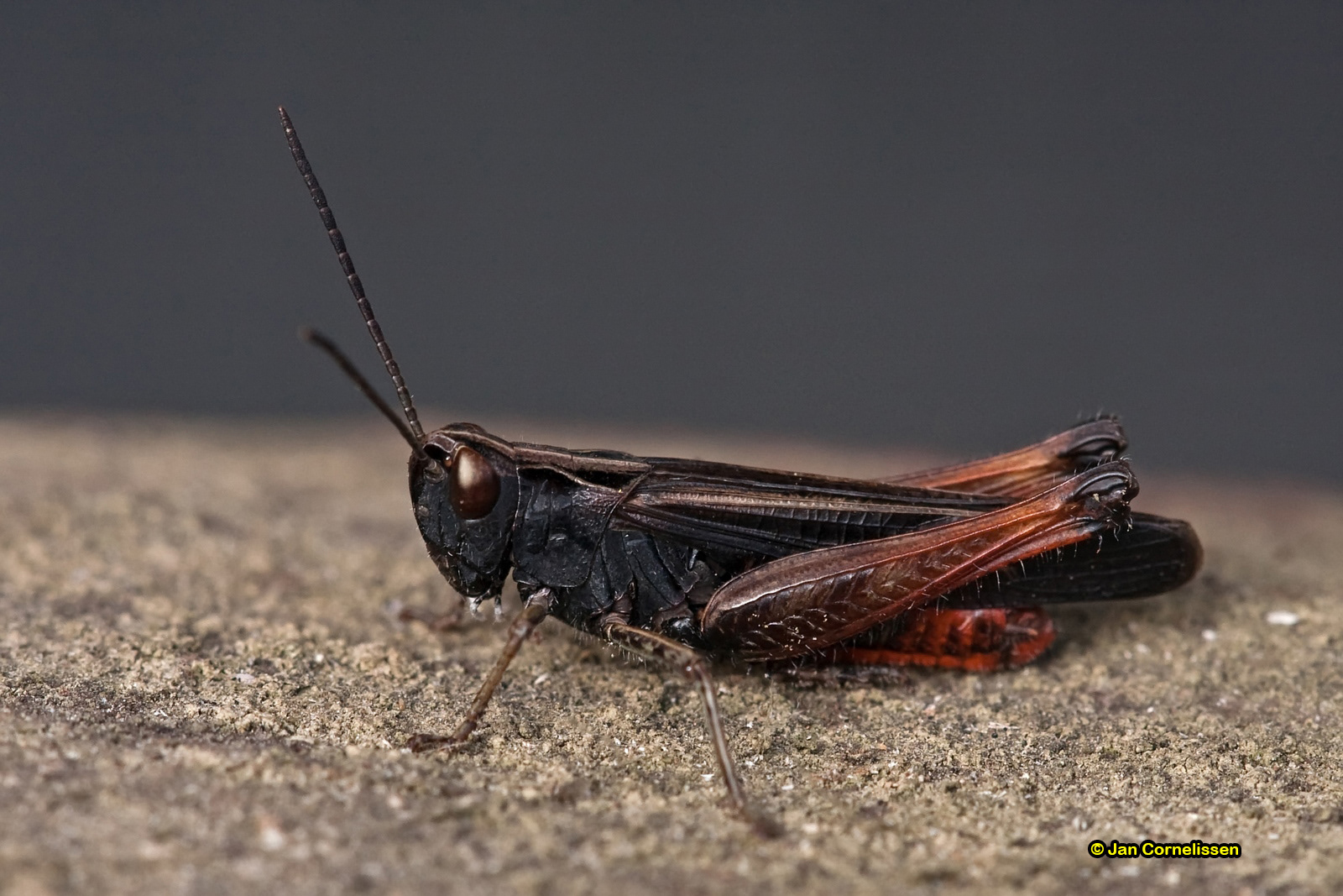 Negertje - Omocestus ventralis (Pelt, B) 2011