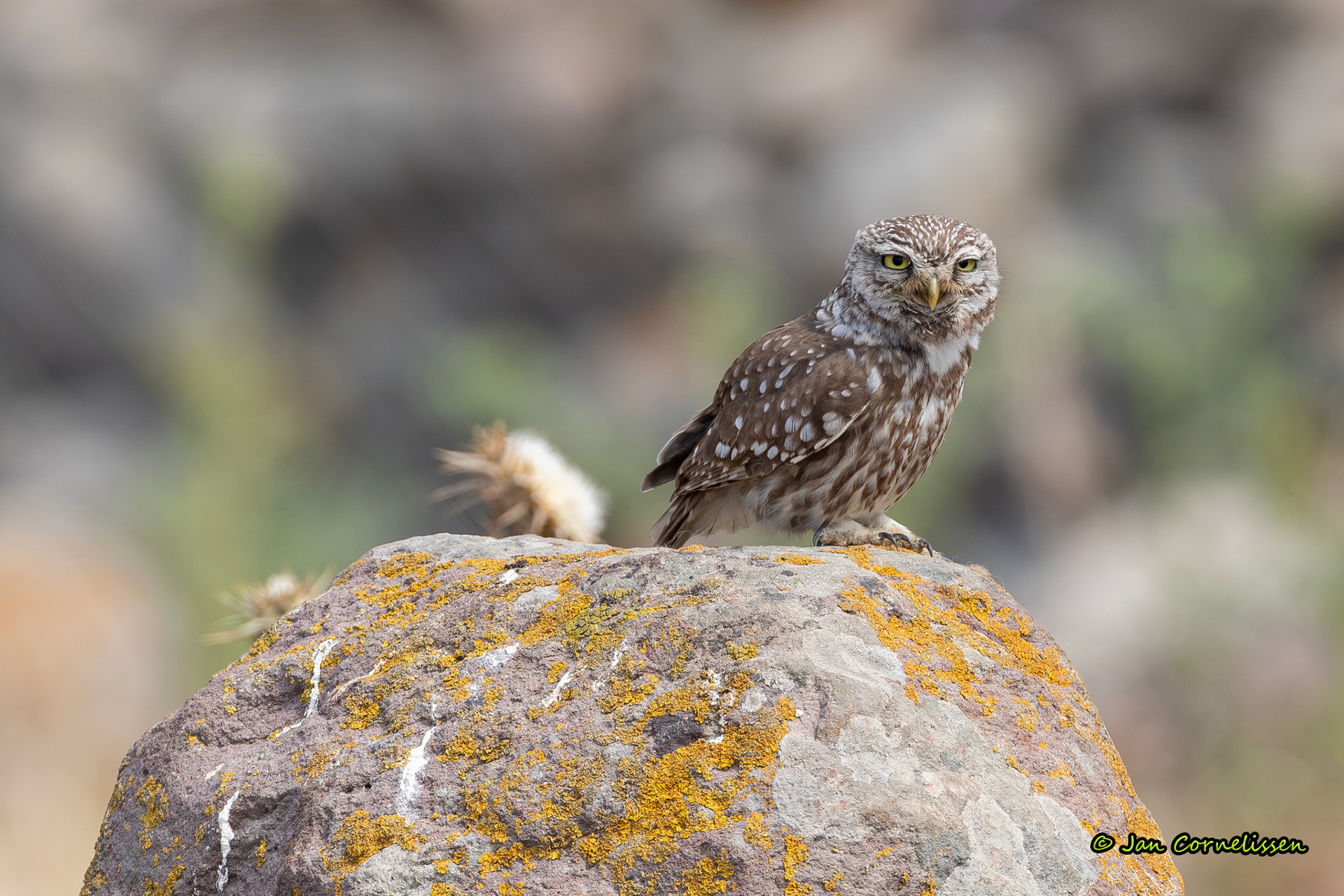 Steenuil, Lesbos (GR) 2018