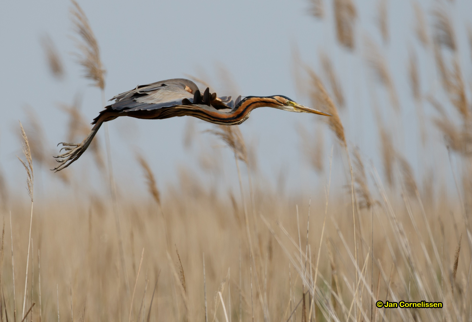 Purperreiger