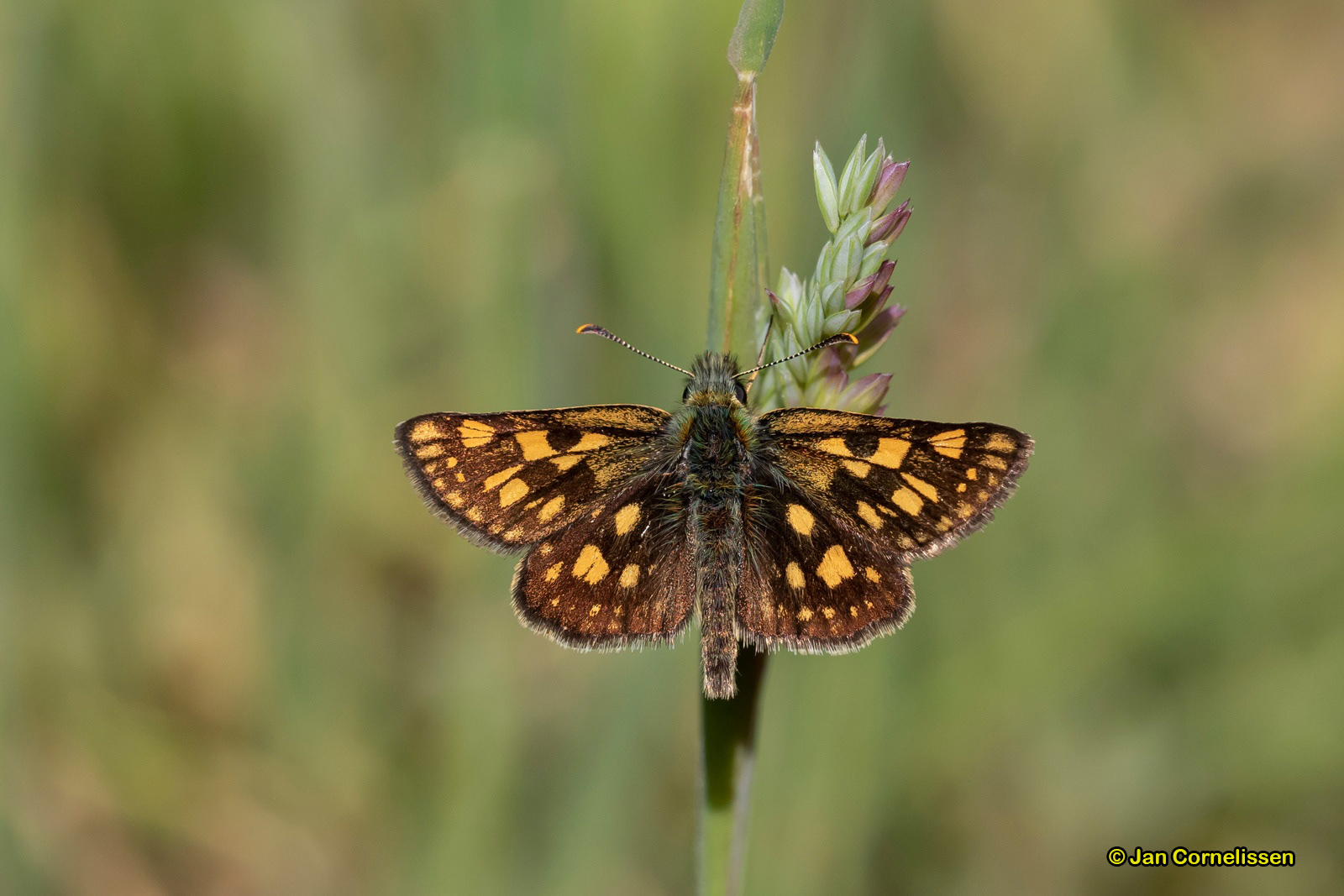 Bont dikkopje - Carterocephalus palaemon (Pelt, B)
