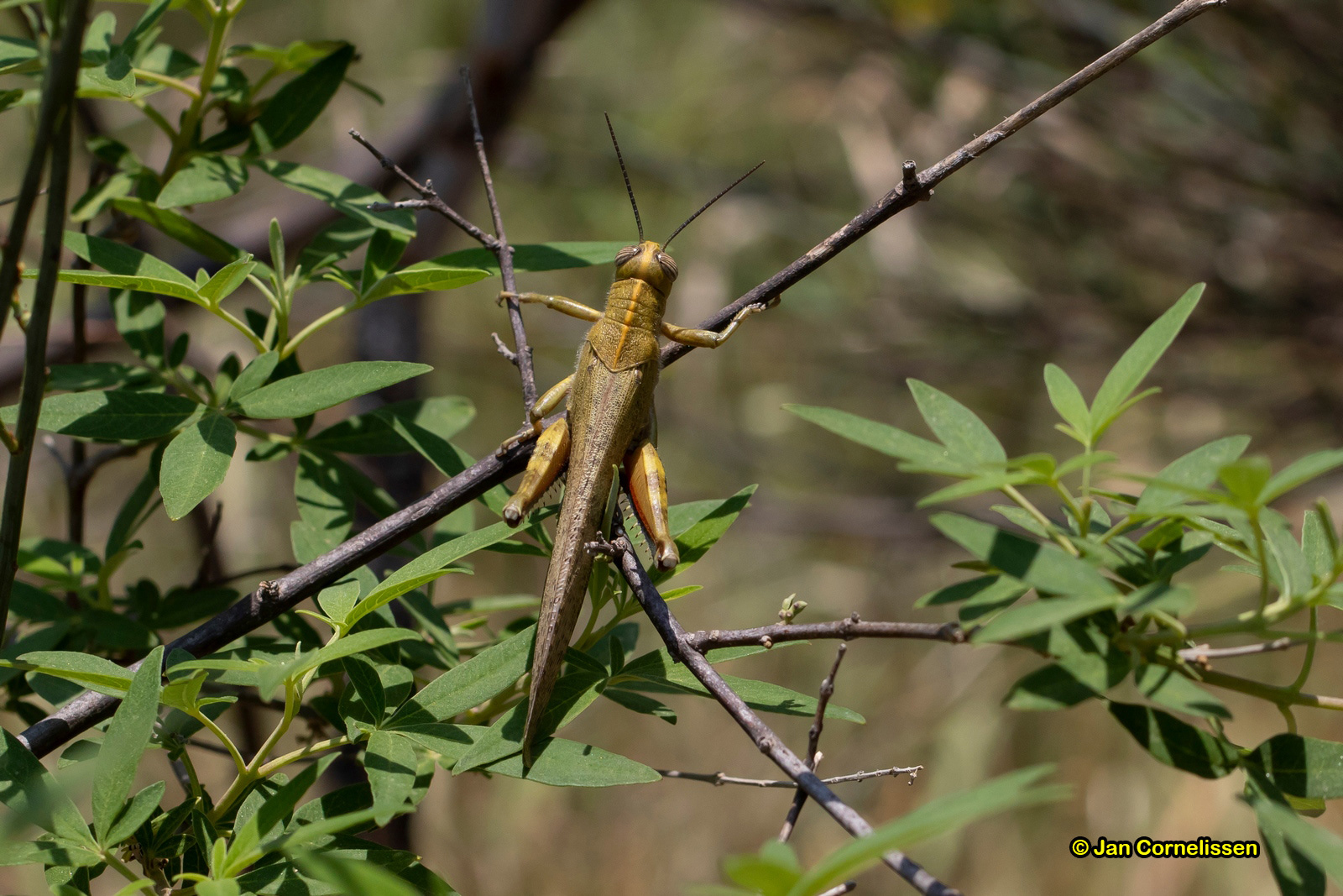 Bloemkoolsprinkhaan - Anacridium aegyptium (Lesbos, GR) 2018