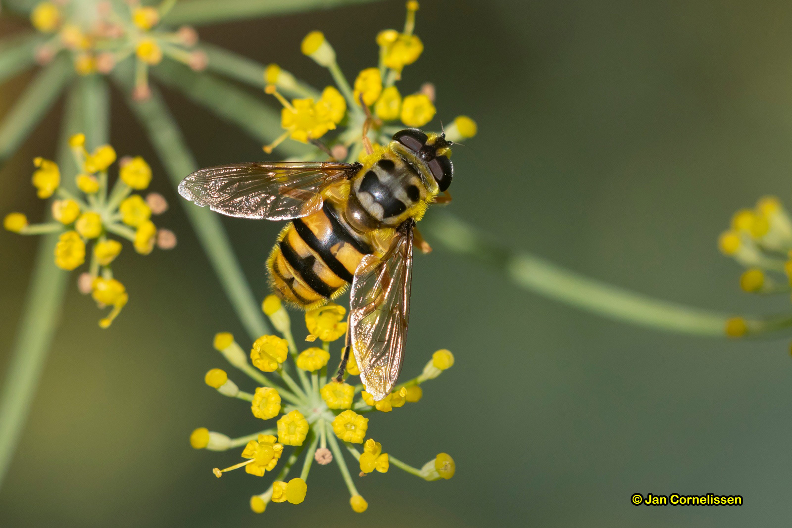 Doodskopzweefvlieg - Myathropa florea, 2018