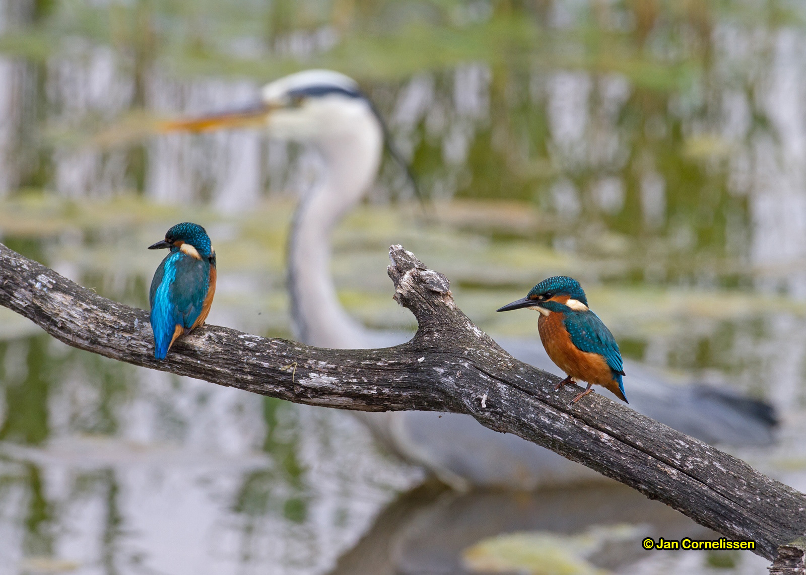 IJsvogels
