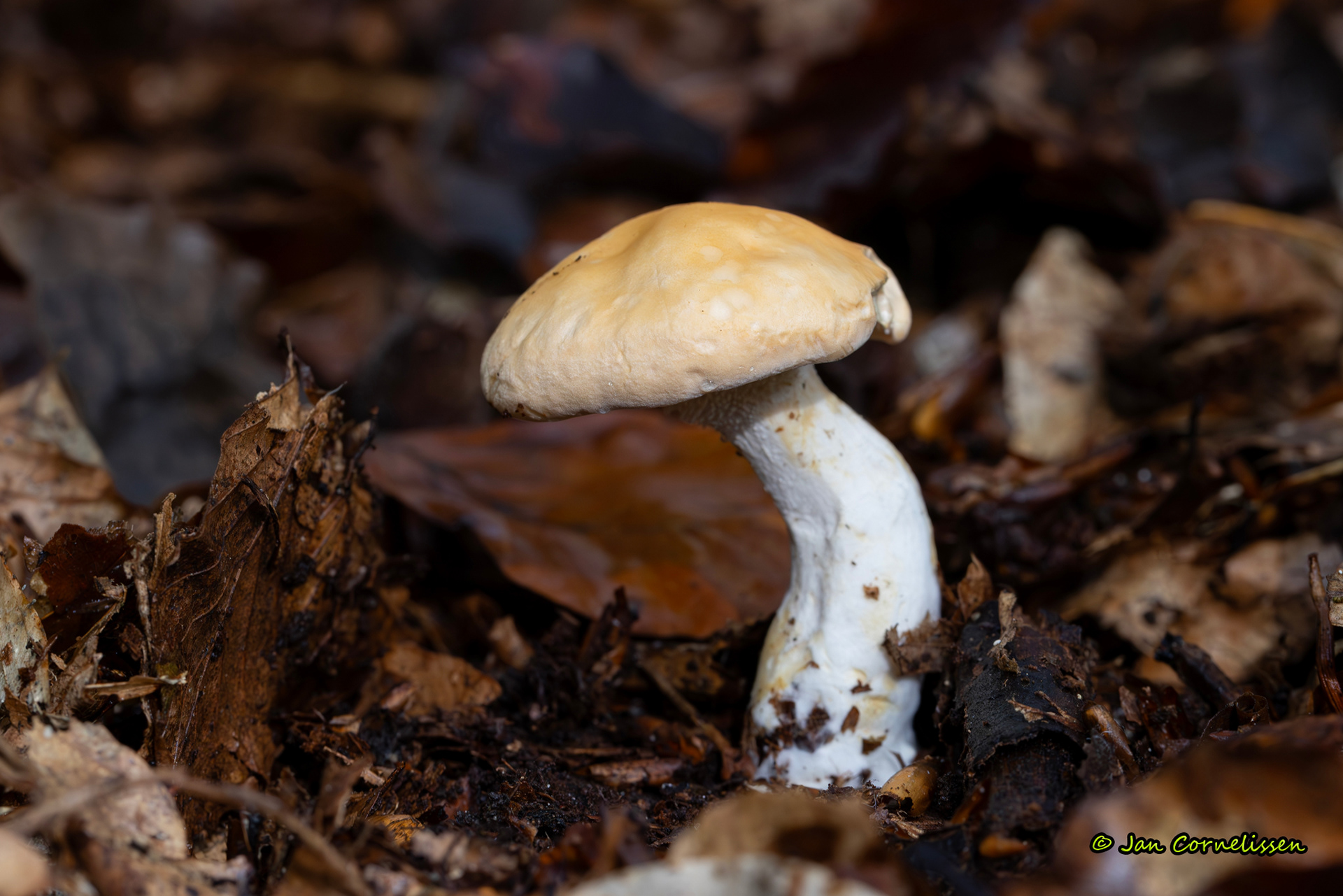 Gele stekelzwam