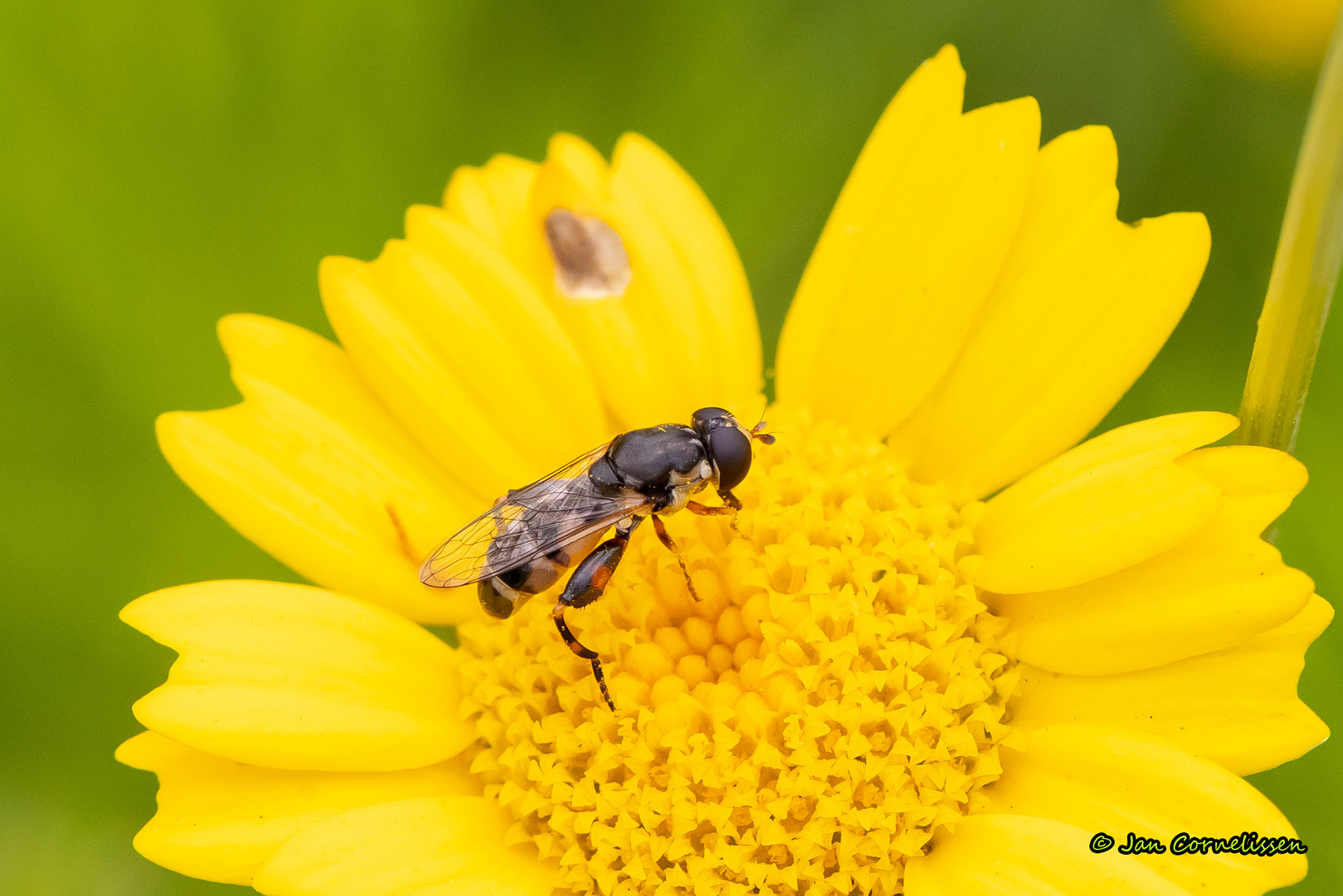 Menuetzweefvlieg - Syritta pipiens (Pelt, B) 2023