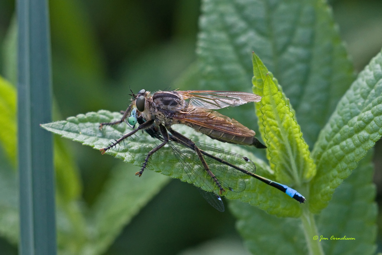 Roodbaardroofvlieg - Eutolmus rufibarbis, 2010