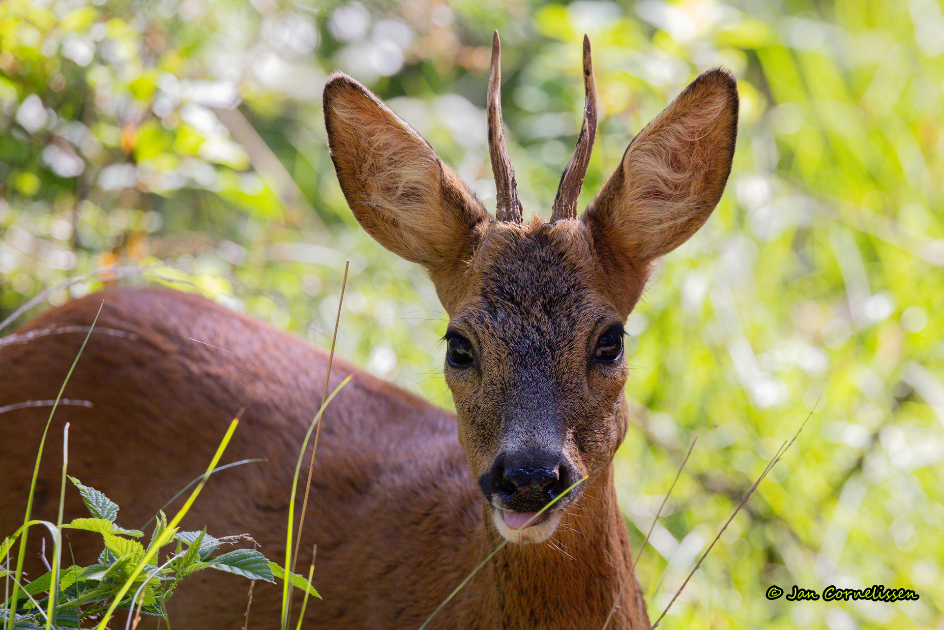 Europese ree - Capreolus capreolus (Bree, B) 2018