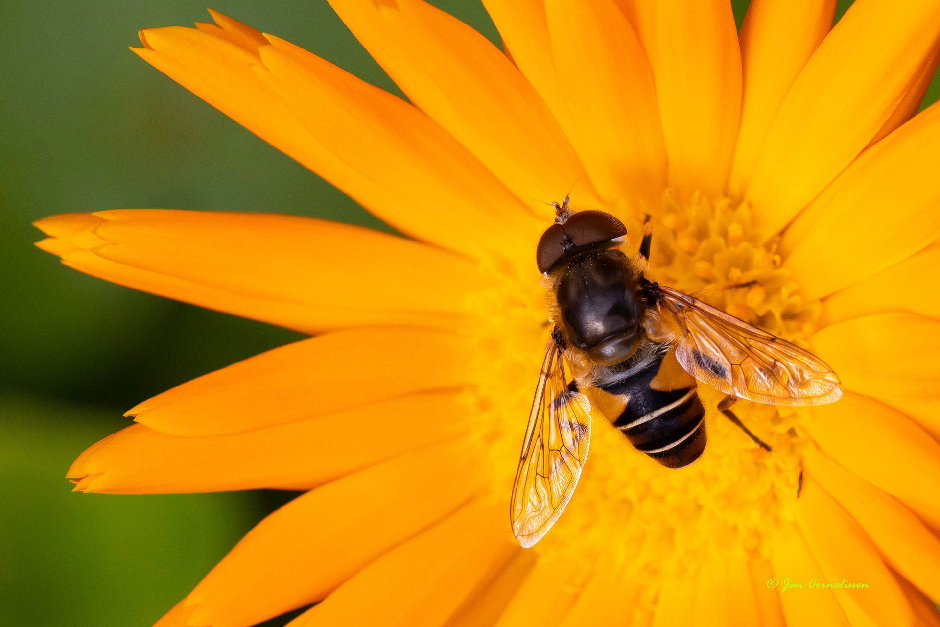 Puntbijvlieg - Eristalis nemorum (Pelt, B) 2022