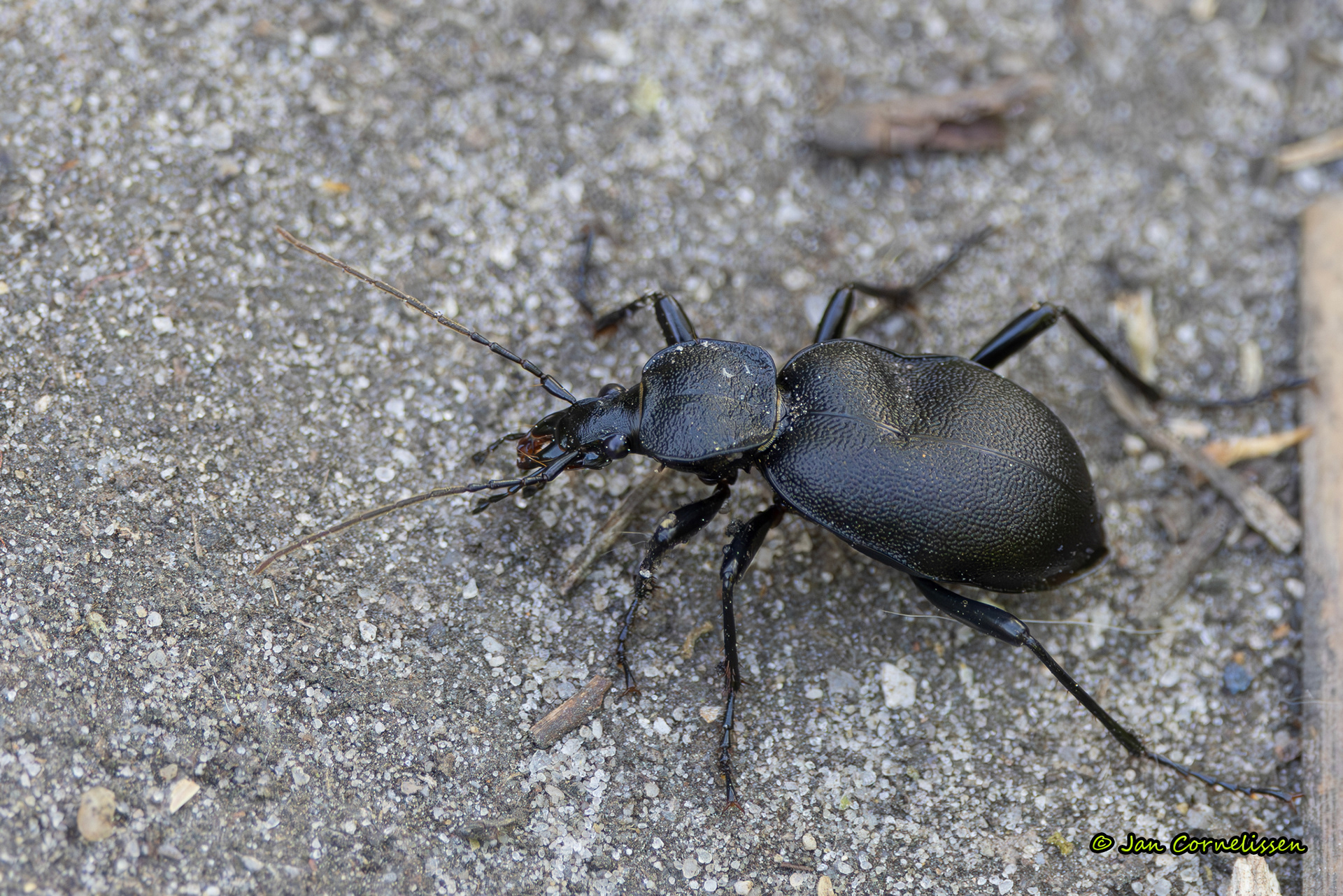 Lederslakkenloopkever - Cychrus caraboides (Pelt, B) 2025