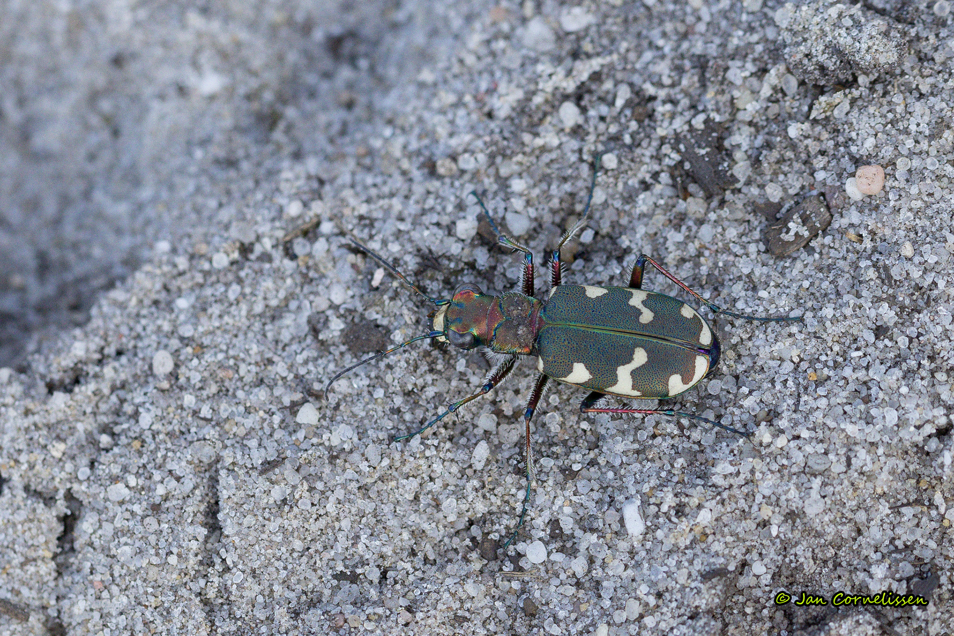 Bastaardzandloopkever - Cicindela hybrida (Leende, NL) 2023