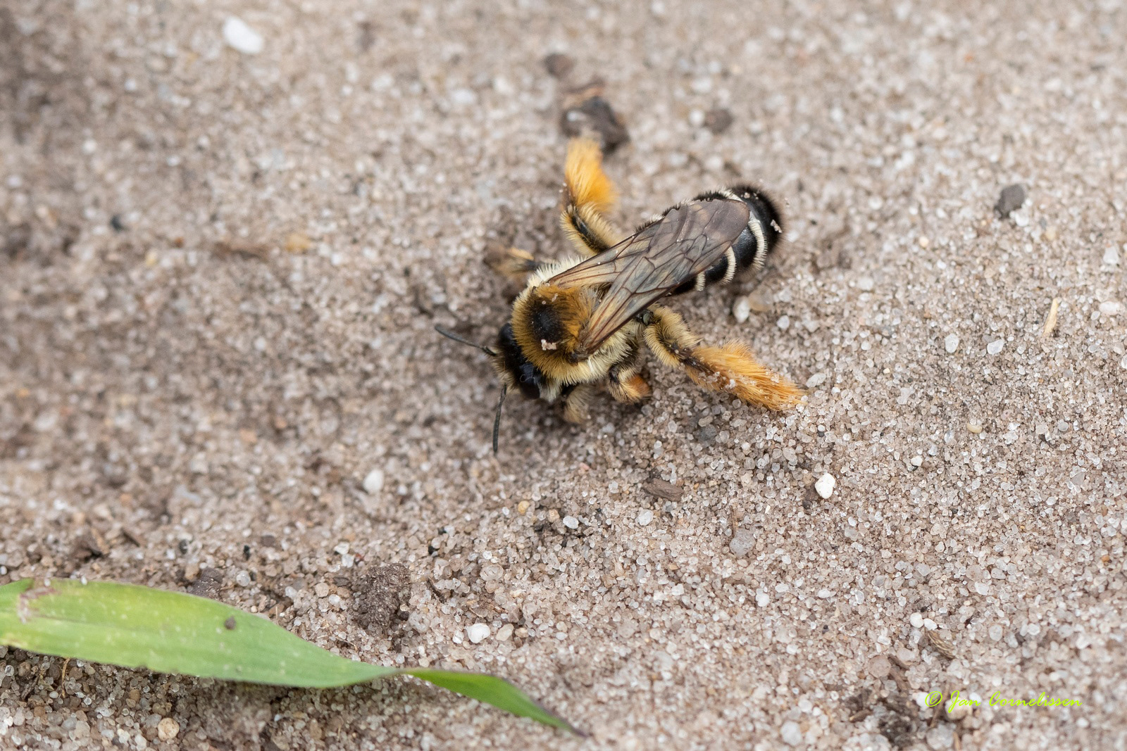 Pluimvoetbij - Dasipoda hirtipes, 2020
