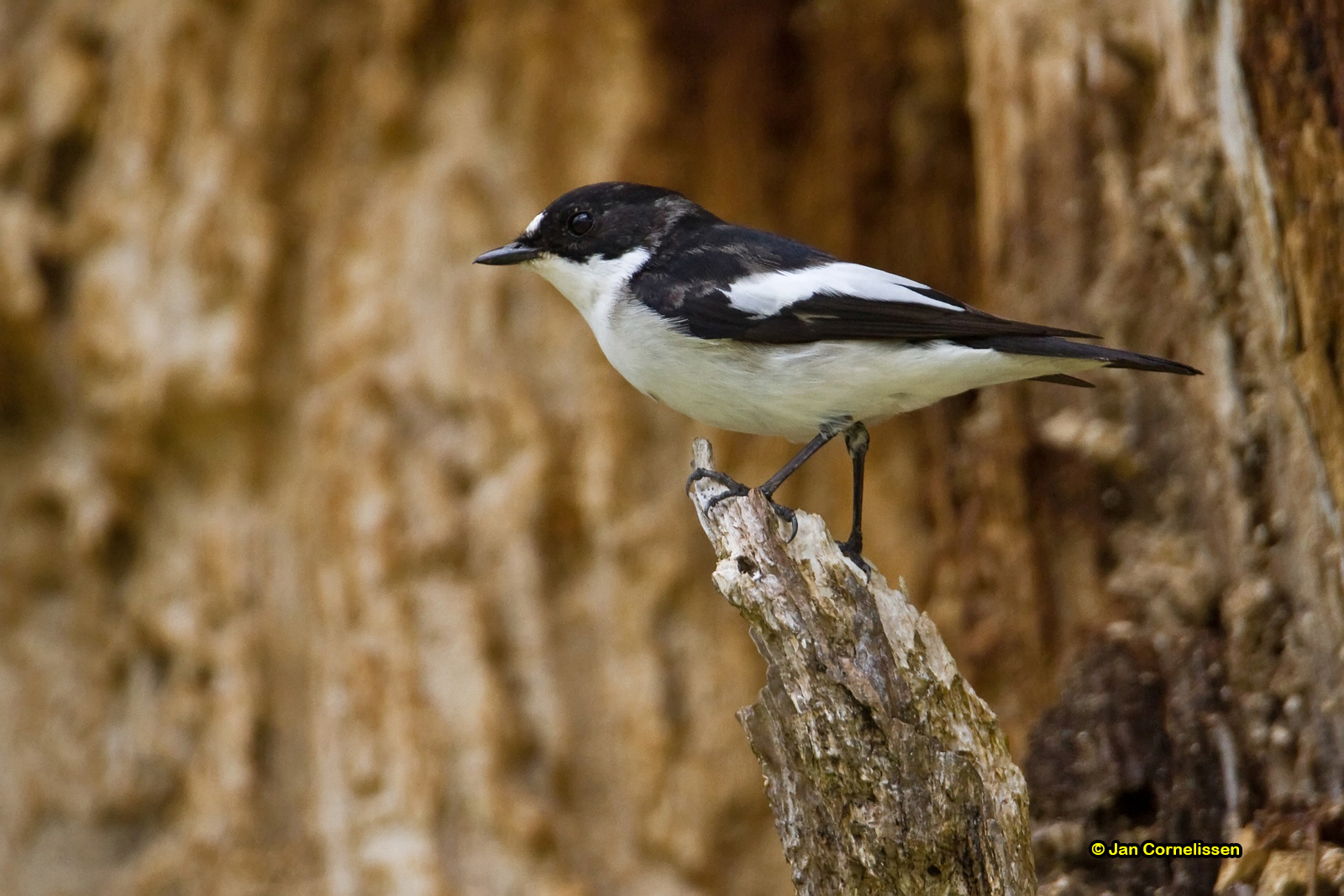 Bonte vliegenvanger - Pied Flycatcher - Ficedula hypoleuca 