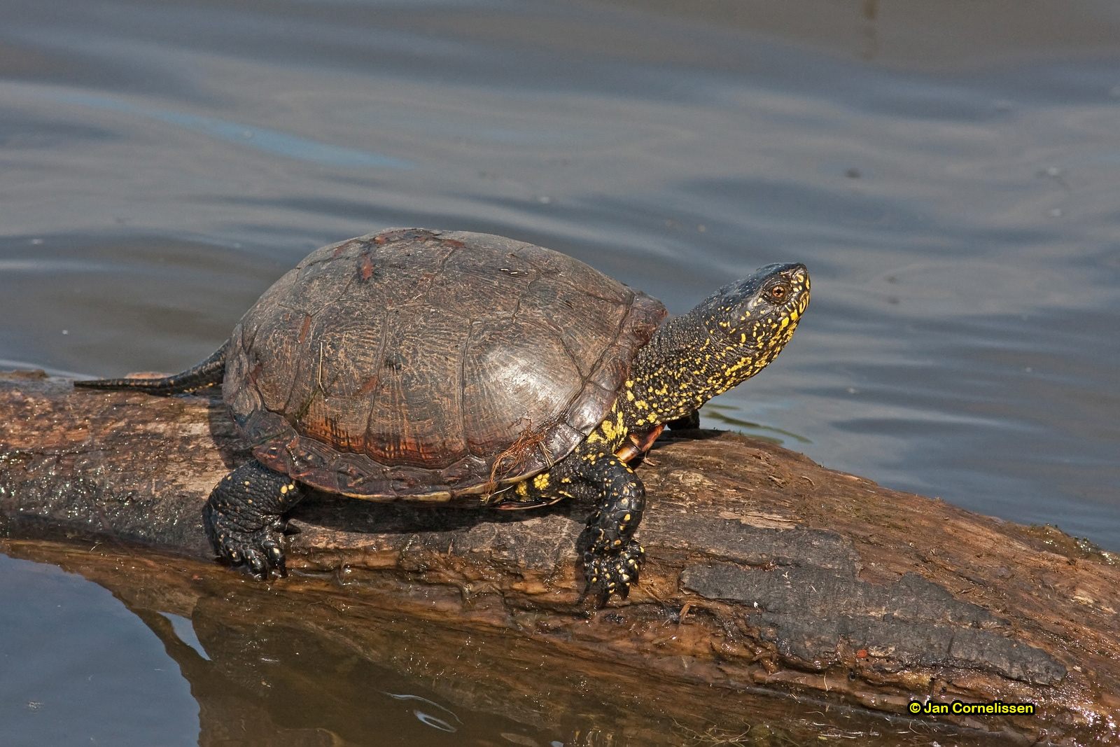 Europese moerasschildpad - Emys orbicularis (La Brenne, F) 2010