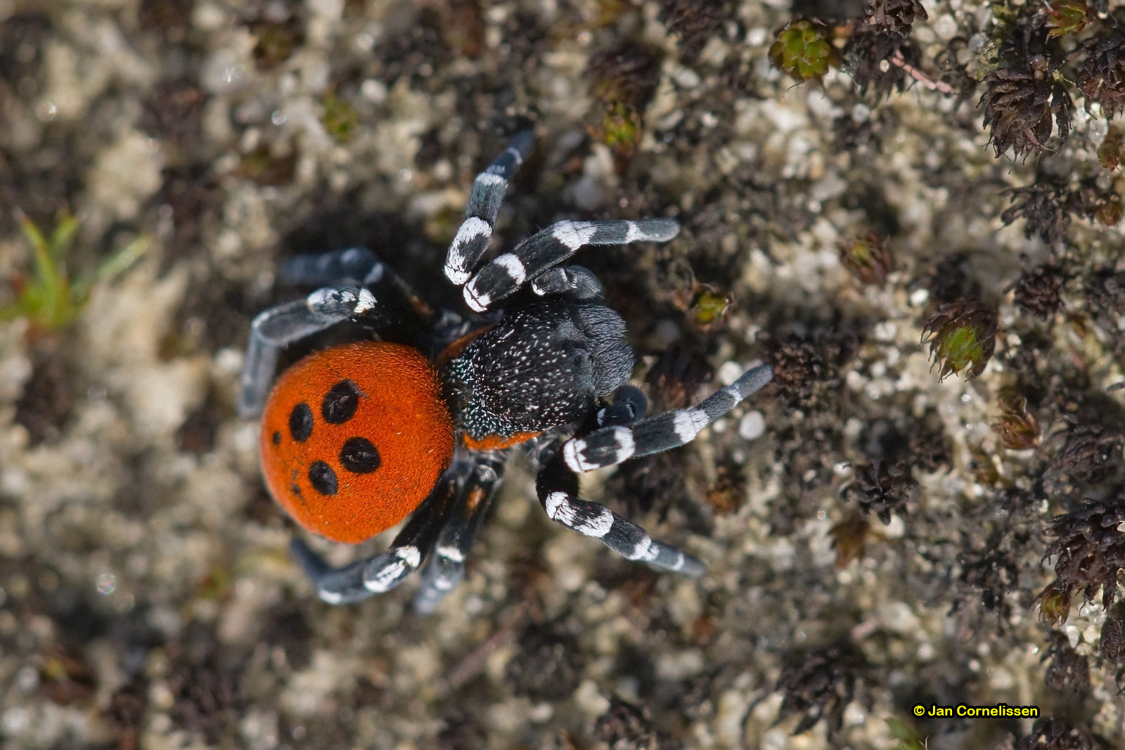 Lentevuurspin ♂ - Eresus sandaliatus (Lommel, B) 2010